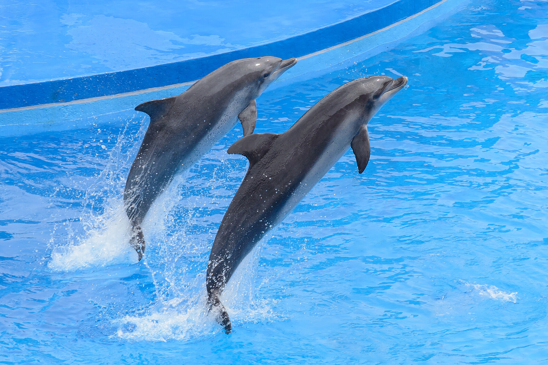 水里跳跃的宽吻海豚宽吻海豚跳跃从蓝色水