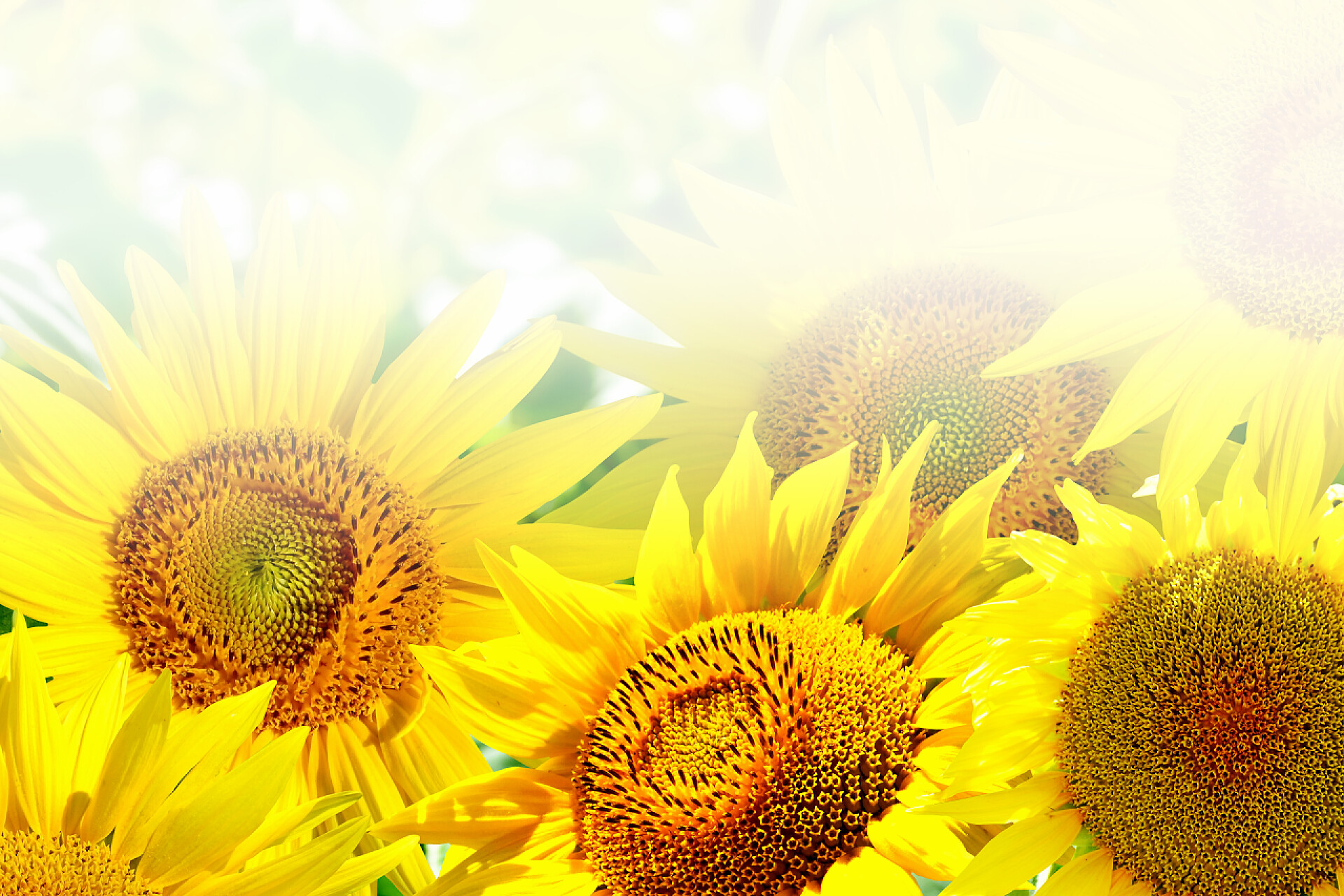 正面光晕绽放的美丽向日葵旅游业配图夏季美丽向日葵字段