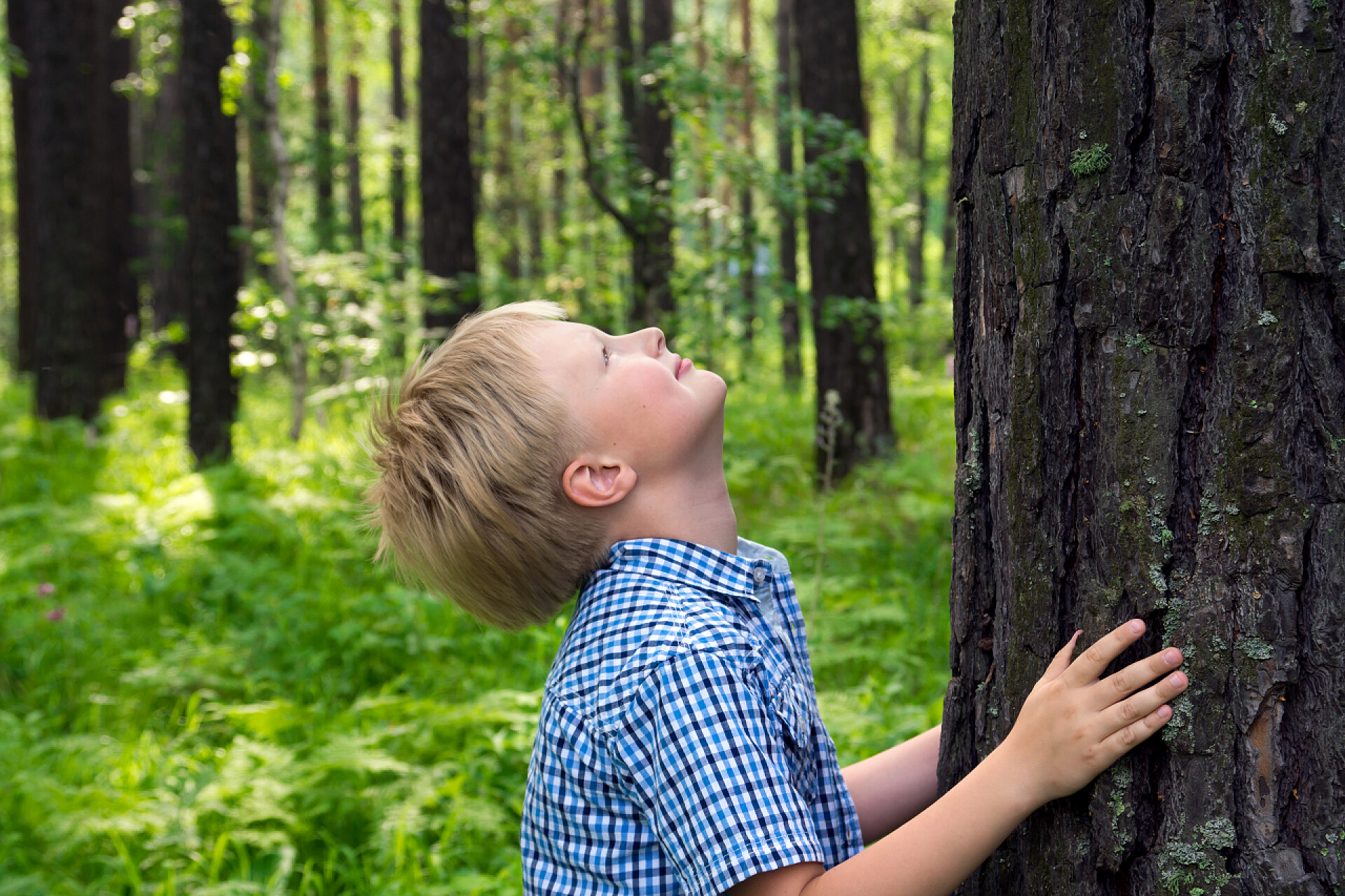 一名可爱男孩在森林中抬头观察树木儿童配图孩子拥抱树