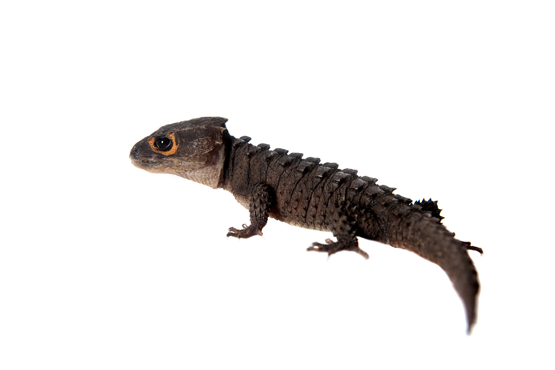 白色背景爬行的红眼睛鳄鱼石龙红眼睛鳄鱼石龙, tribolonotus 薄, 白色