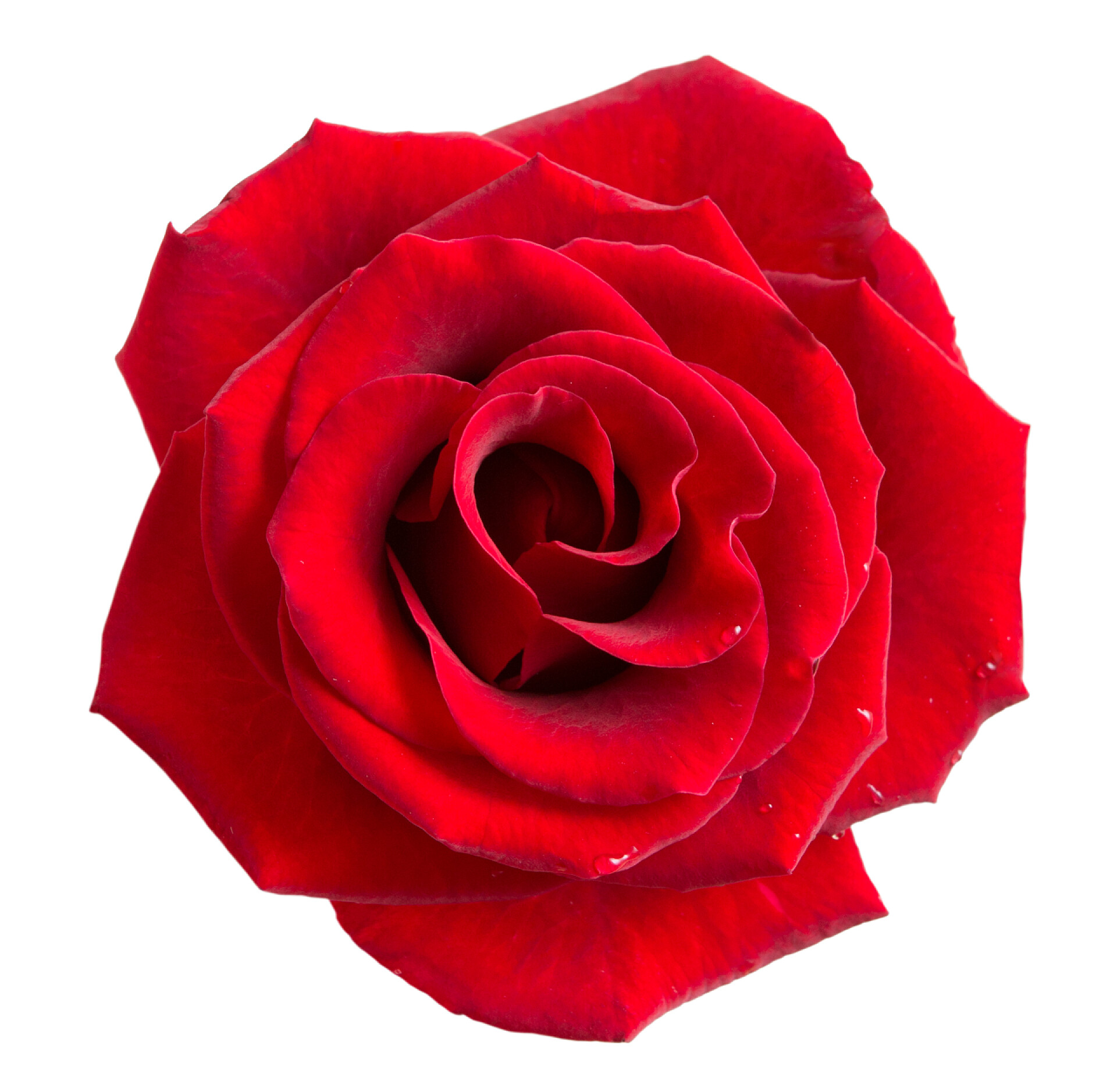 在白色背景上的红色玫瑰花孤立在白色的玫瑰花卉