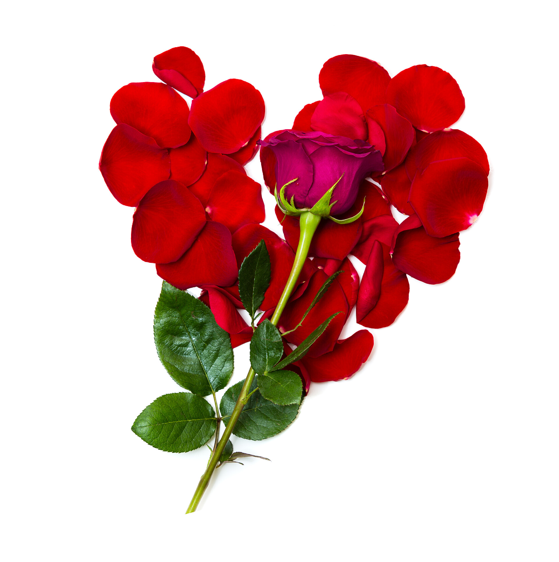 放在爱心花瓣上的玫瑰花花瓣形状的玫瑰的心