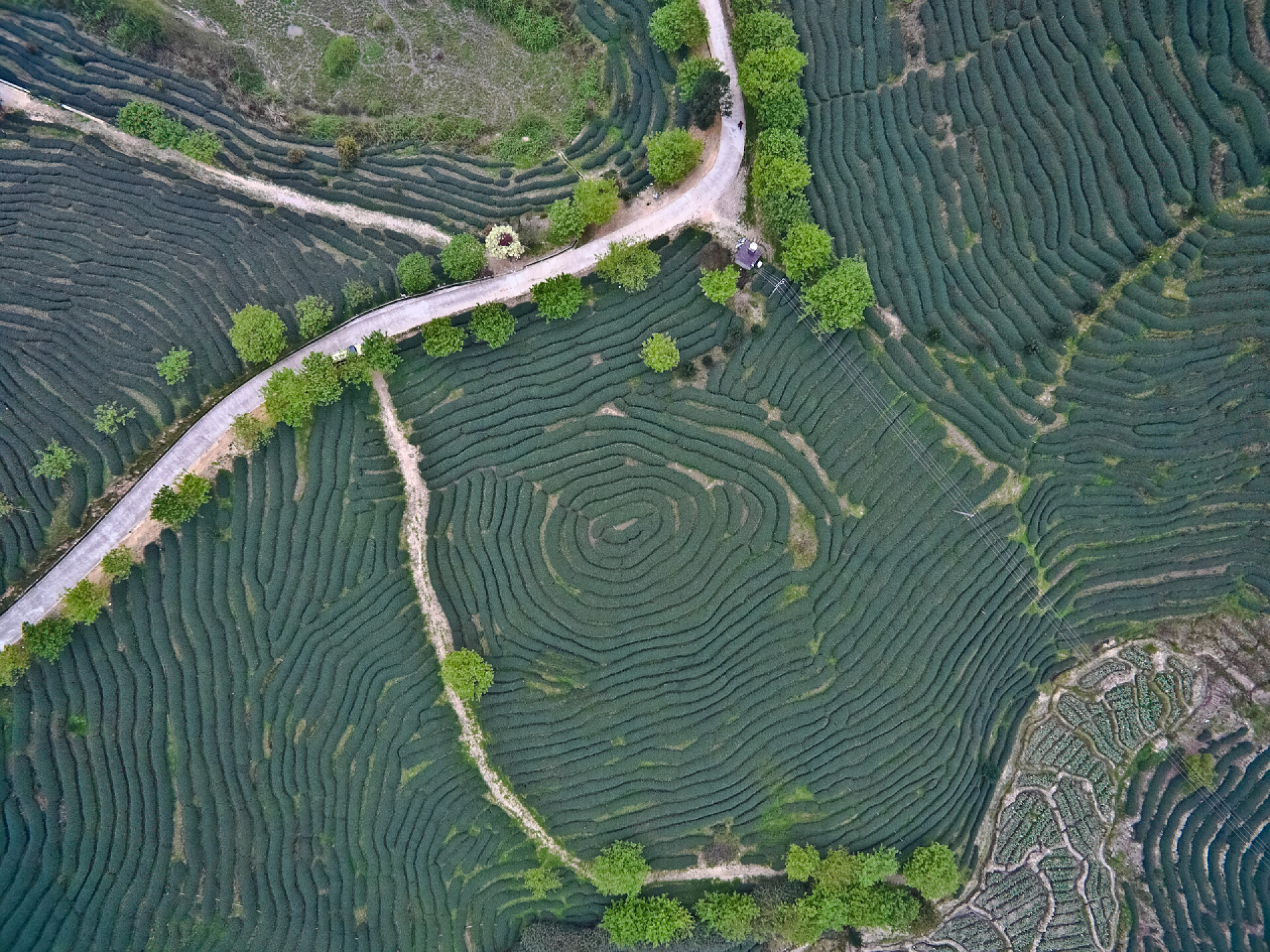 航空春山茶花园景观与曲折的道路在山地茶园景观空中摄影