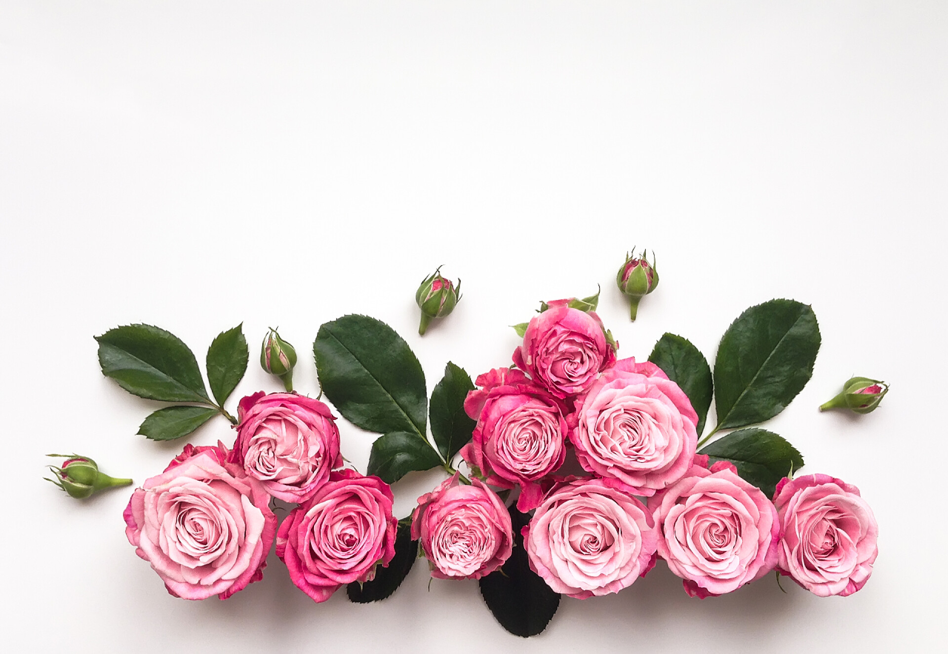 白色背景上美丽的英式玫瑰花分枝上的粉红色玫瑰花，白色背景上的叶子隔离.