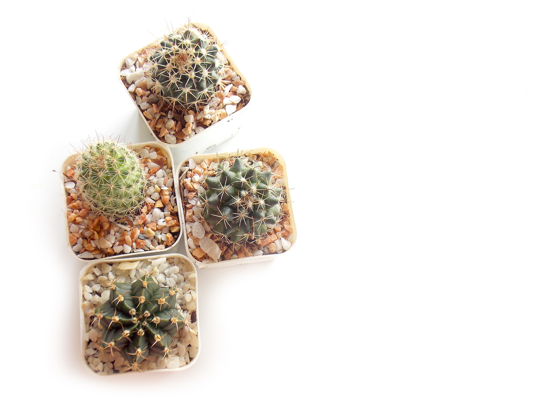 白色背景下的仙人掌盆栽绿色的肉质植物，在白色背景上的小锅里