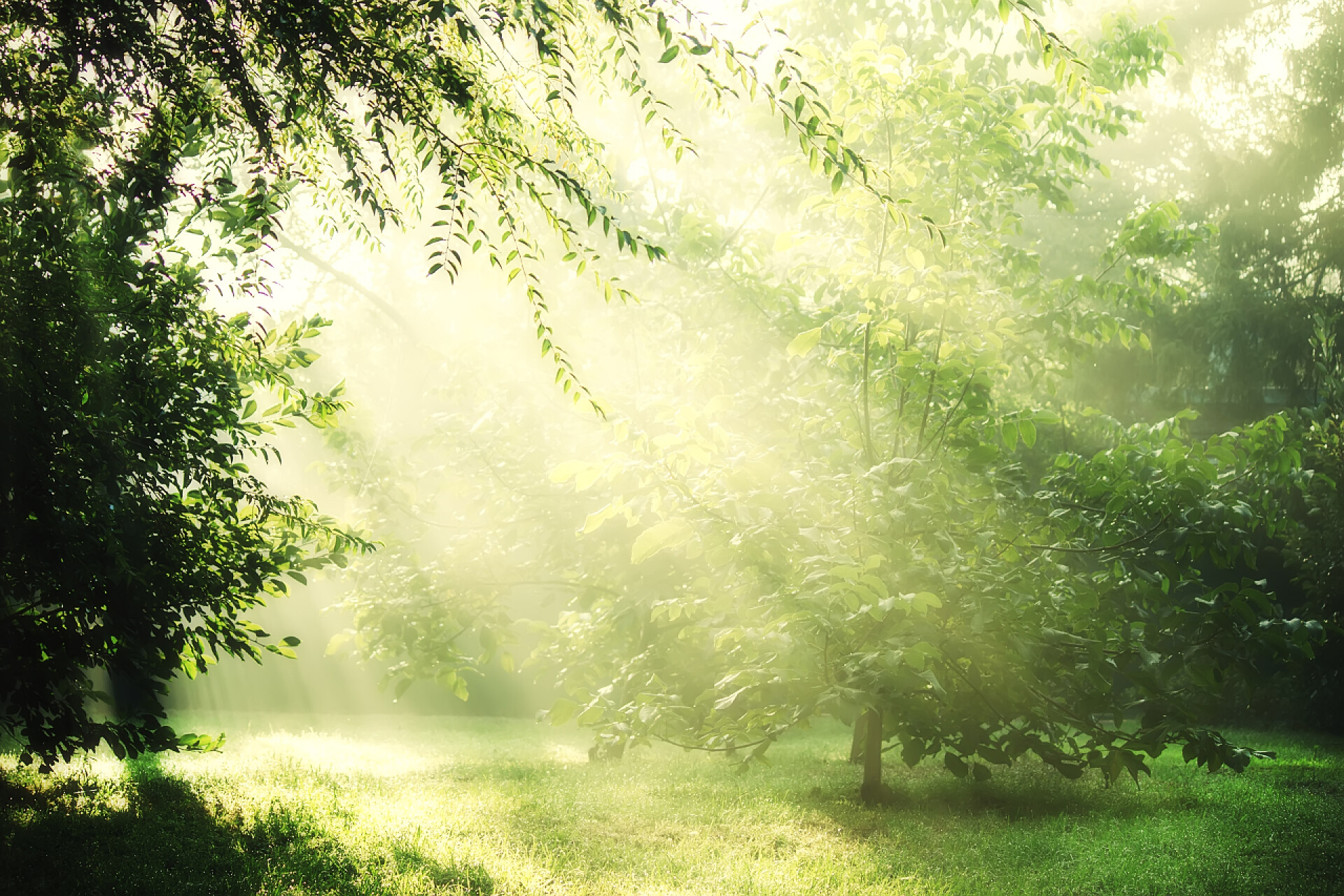 阳光穿过树林太阳光束雾秋天的早晨 