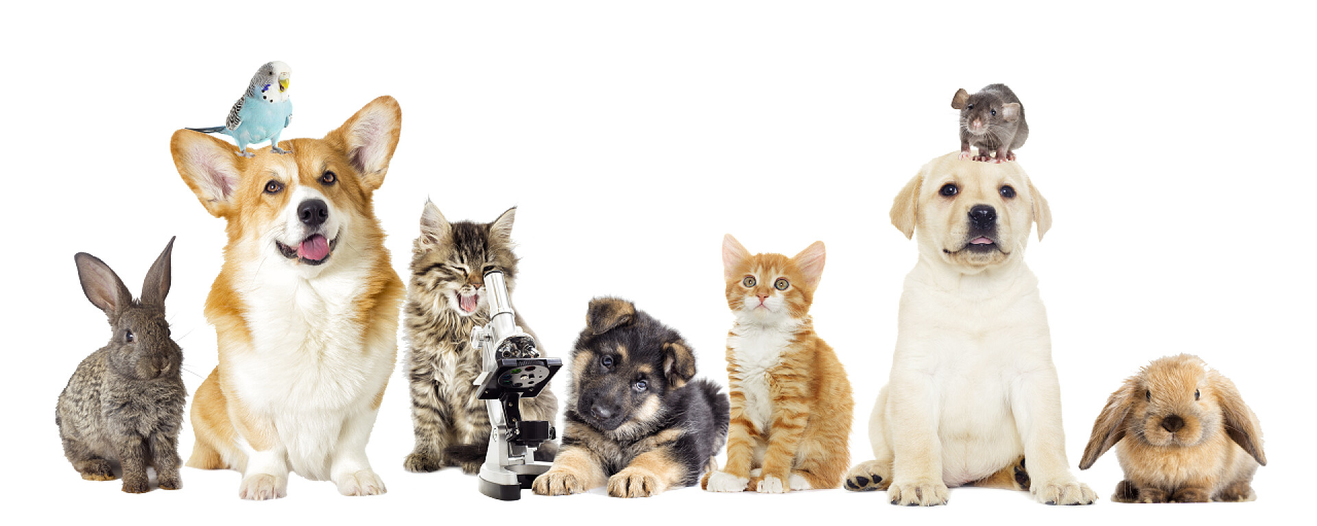 白色背景上的宠物组的白色衬底上的宠物