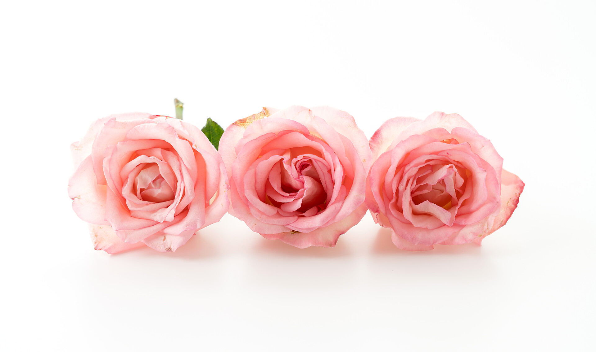 白色背景上的粉红色和白色的玫瑰花粉色和白色的玫瑰 