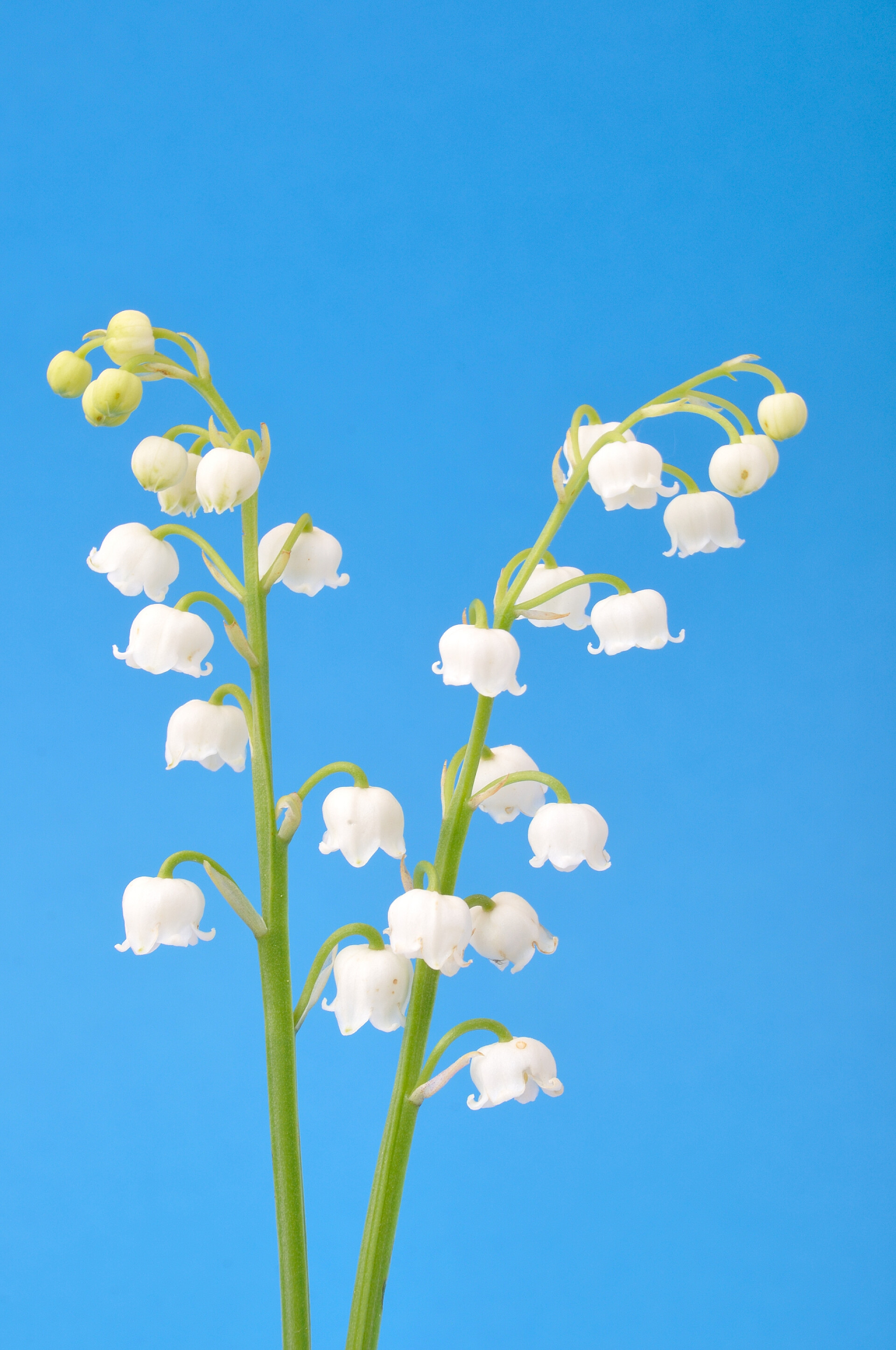 蓝色背景上的白色小花山谷的百合花在一个蓝色的背景上