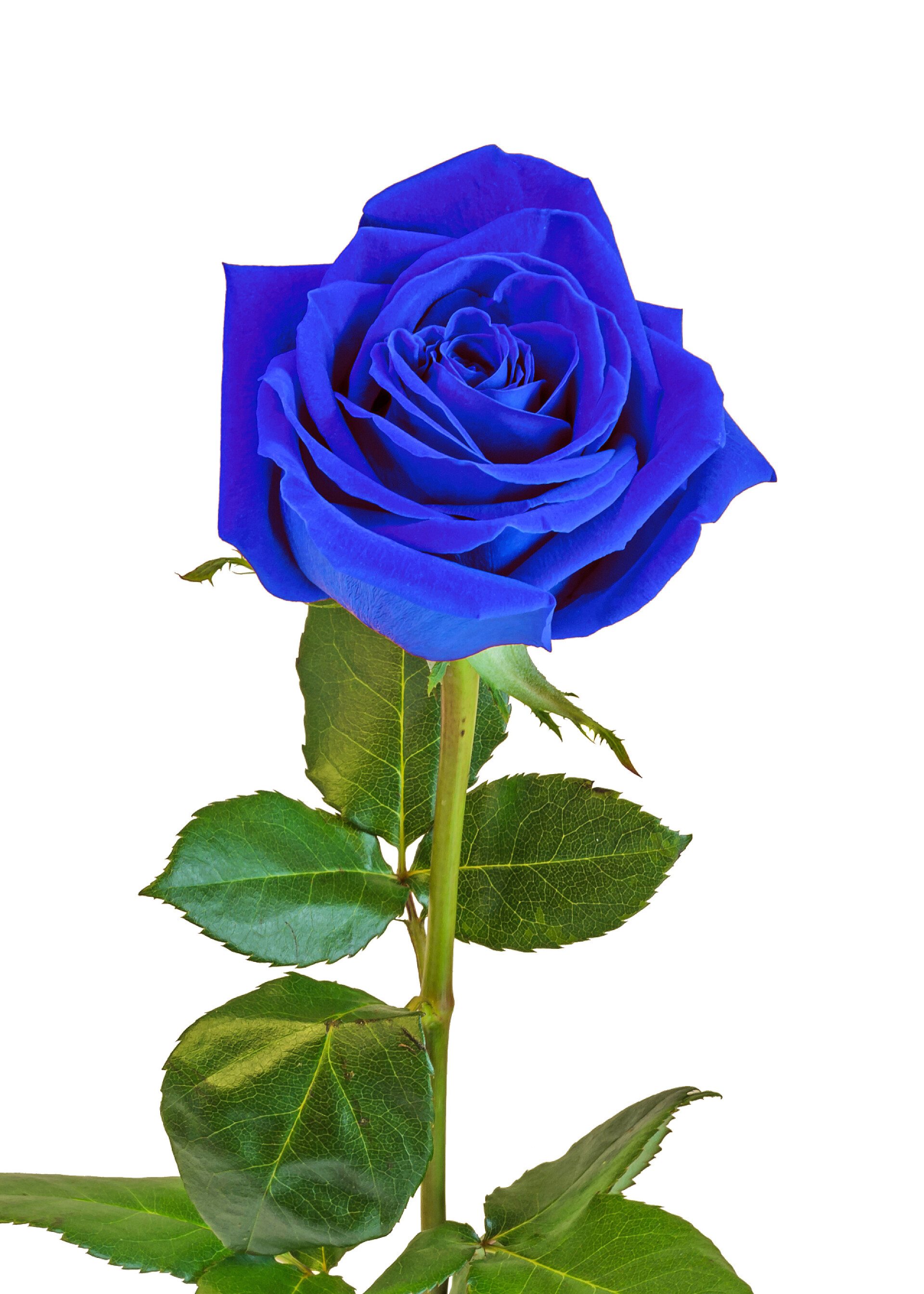 白色背景上美丽的蓝色玫瑰花蓝色玫瑰的花，绿的叶子，把门关上，孤立在上的白色背