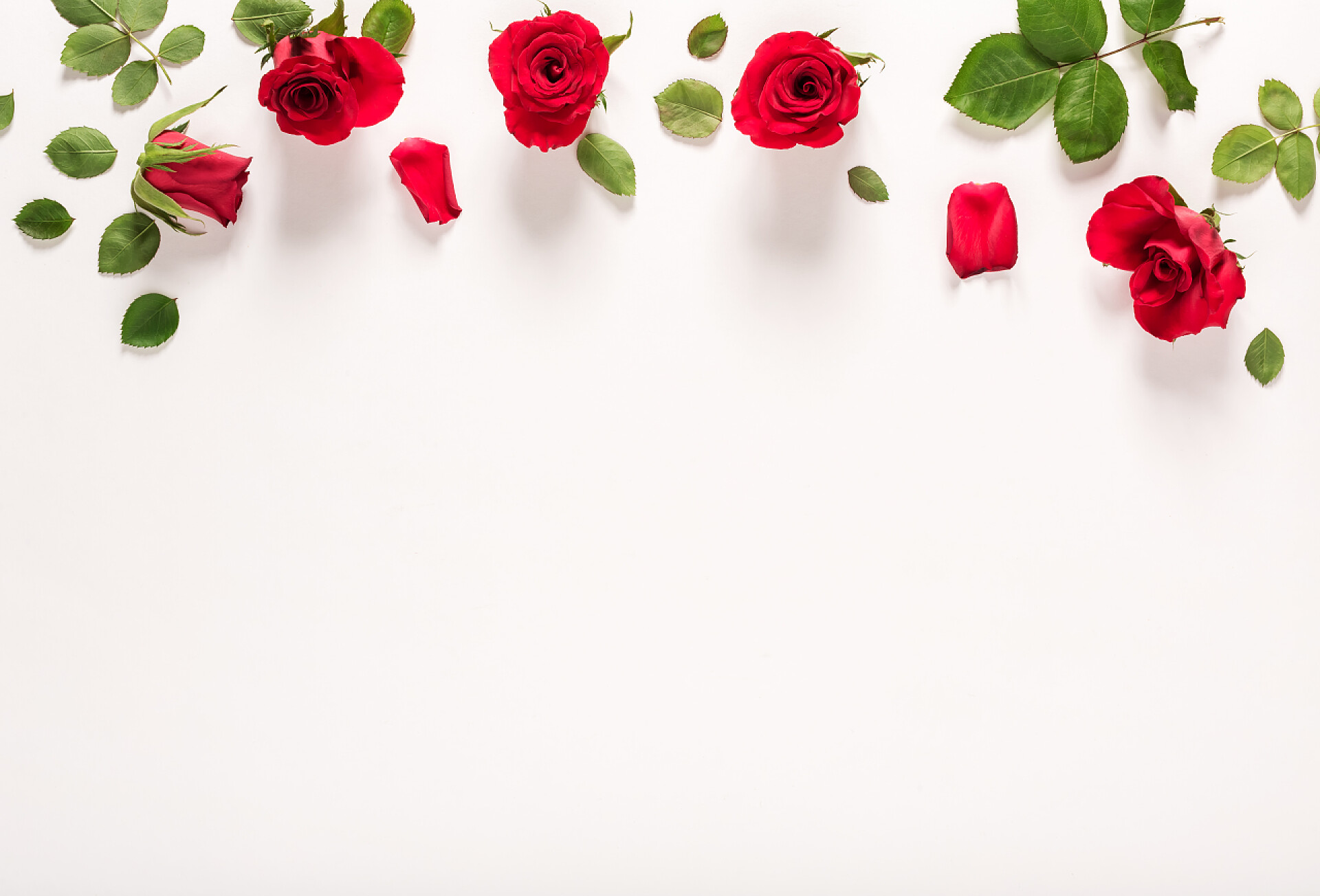 白色背景上的红色玫瑰花俯视图玫瑰和叶的顶视图