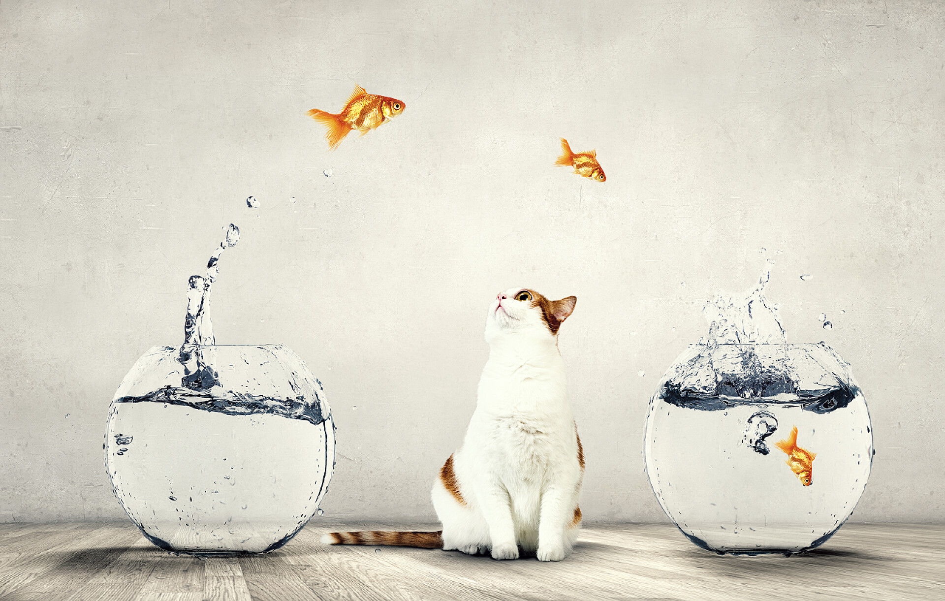 可爱猫咪和水缸里的金鱼有趣可爱的动物