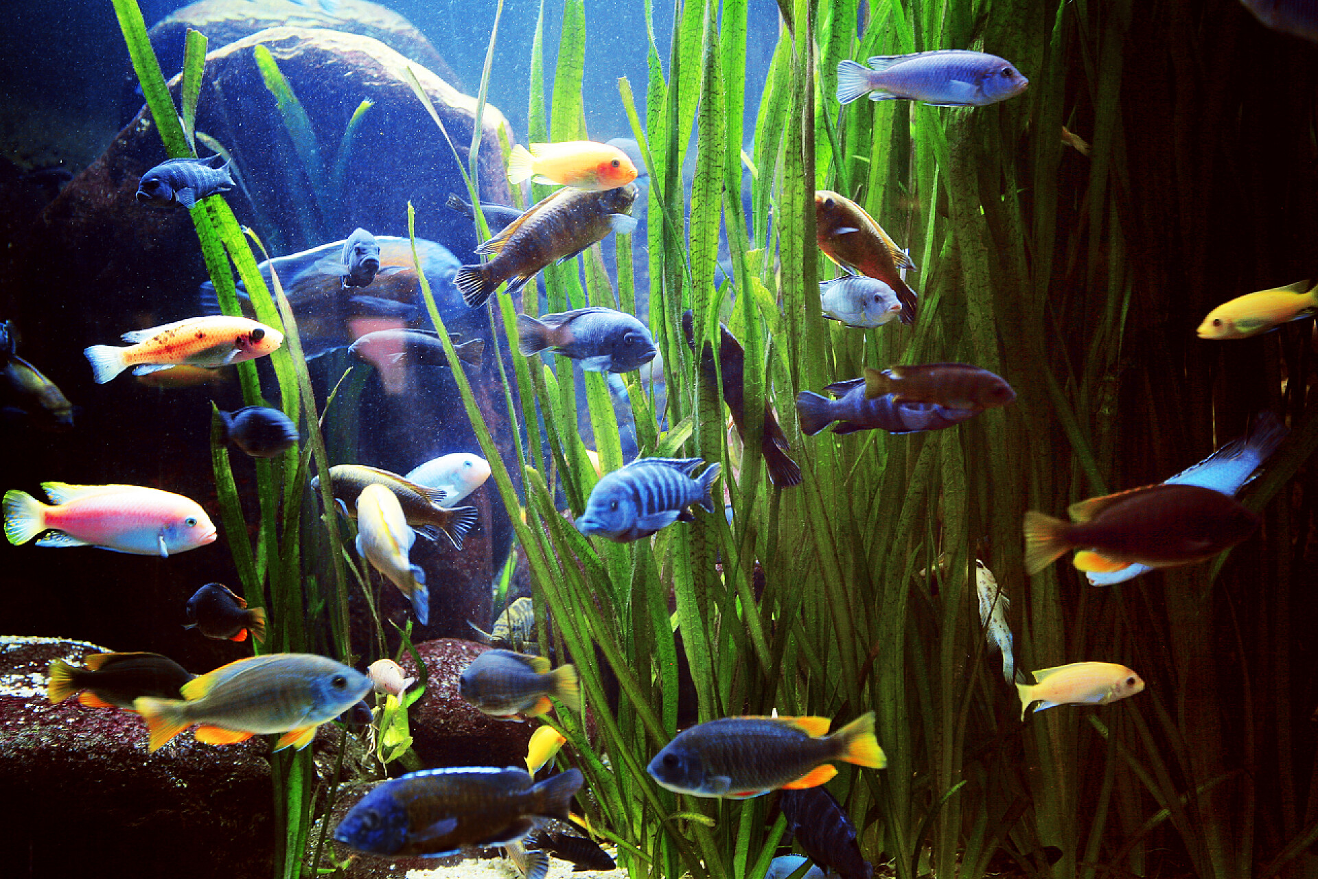 不同的鱼在鱼缸里游泳 不同的小鱼