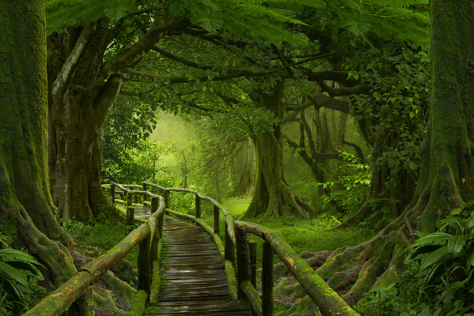 热带丛林里的小桥东南亚地区在八月的深热带丛林