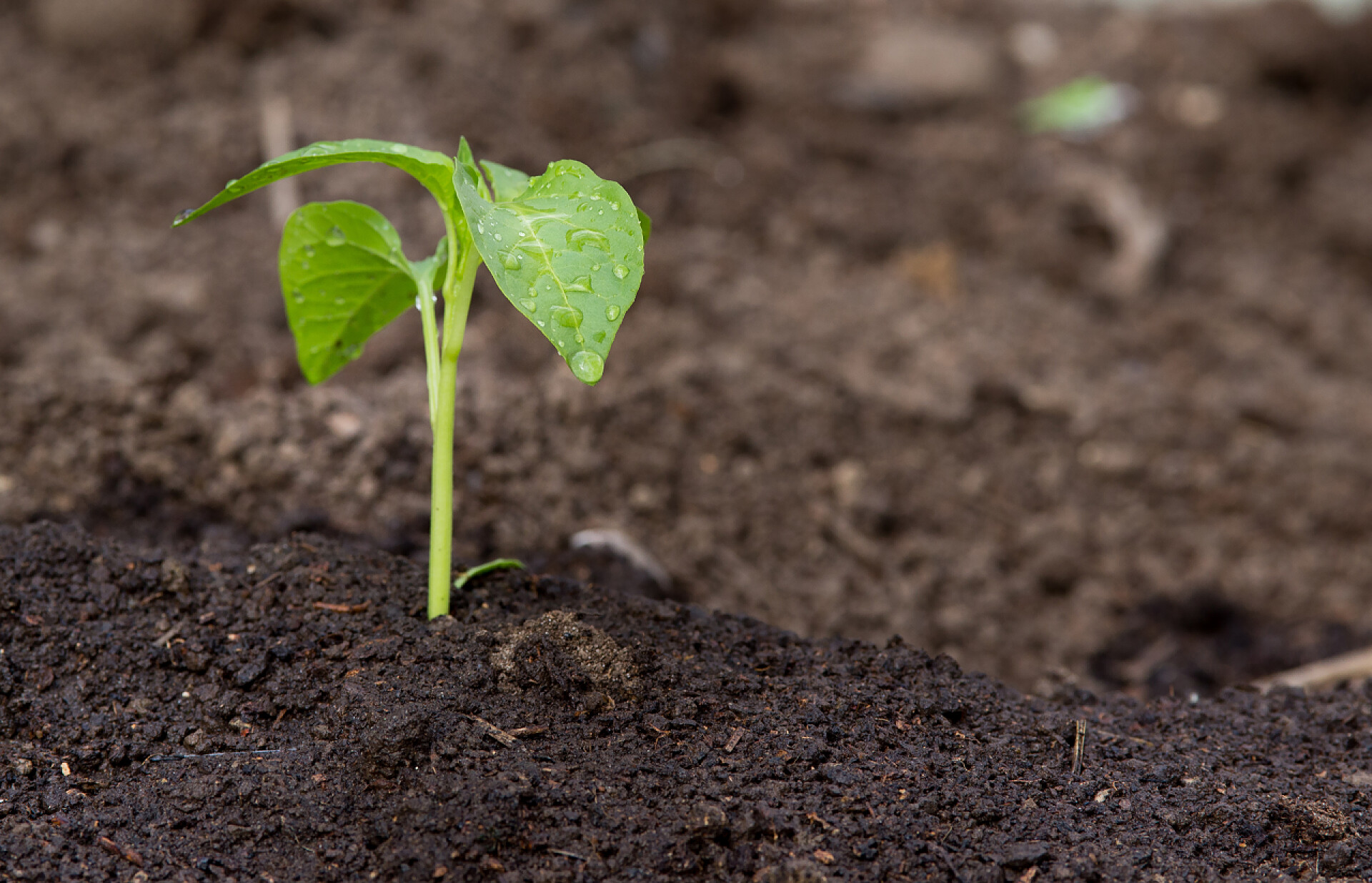 从肥沃的土壤中生长的植物特写在土壤中发芽