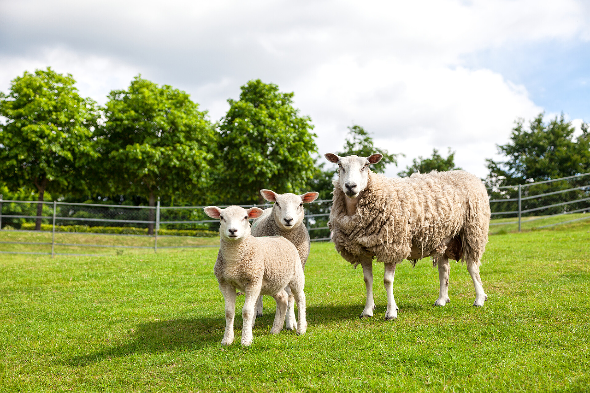 农场上的三只羊田里的羊