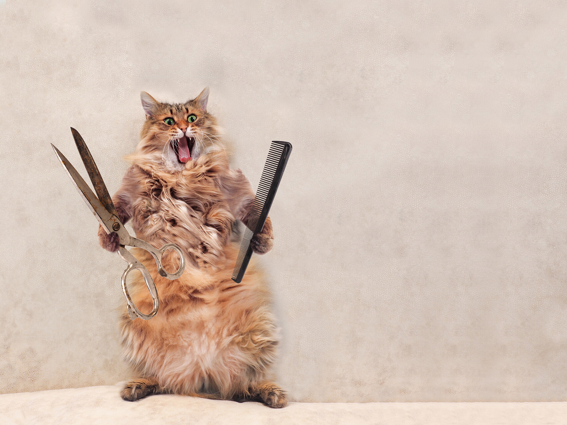 拿着剪刀和梳子站在灰墙前的猫咪这只毛茸茸的大猫站在那里很滑稽