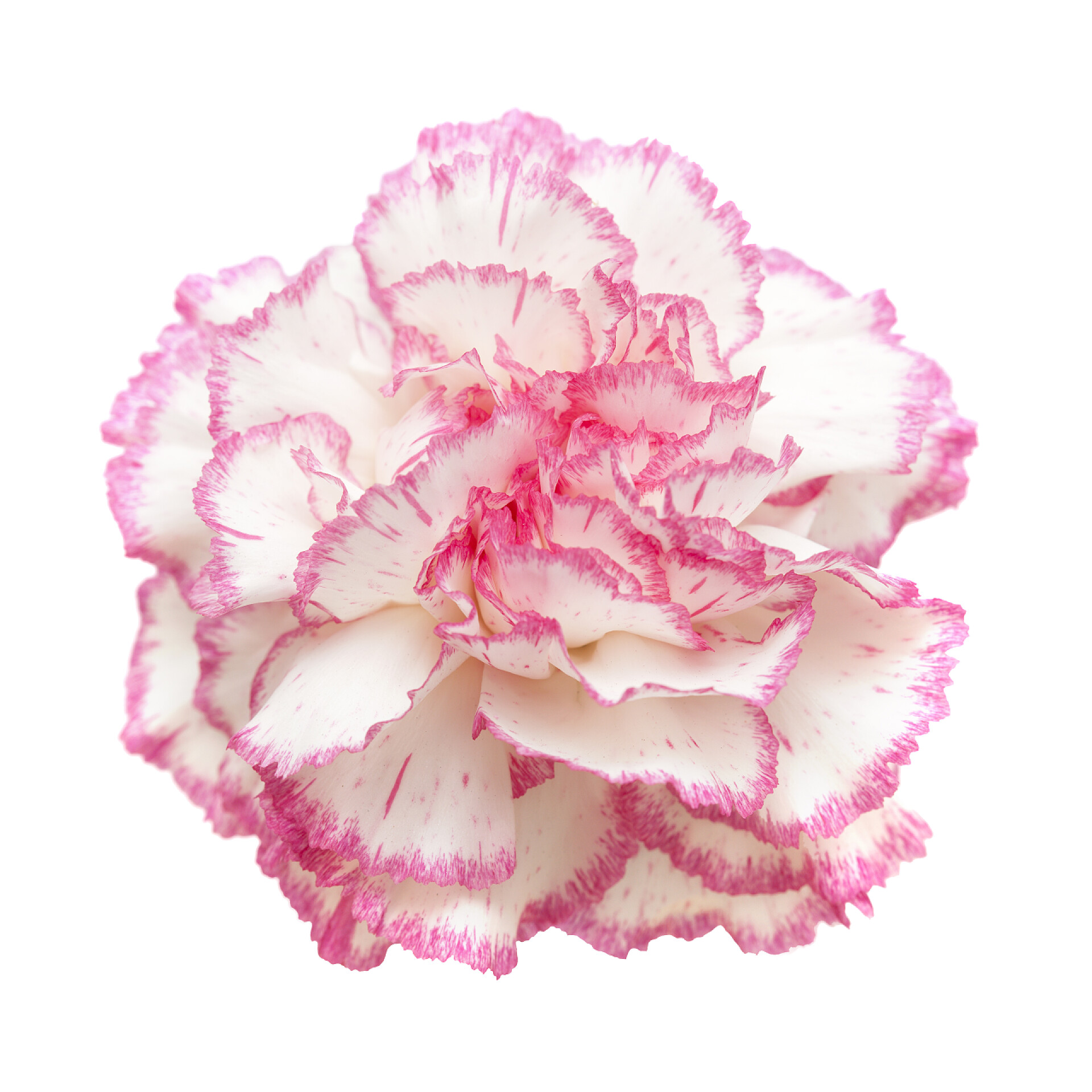 白背景上的粉红色康乃馨漂亮的粉红色康乃馨孤立