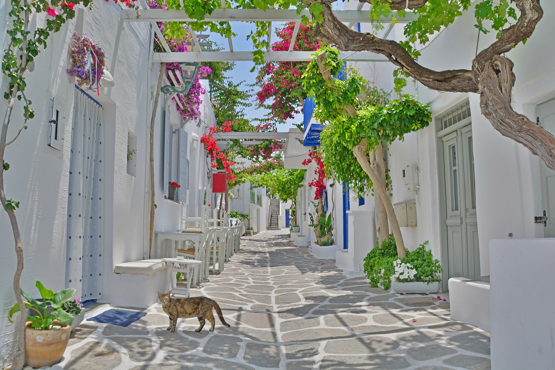 基克拉迪斯群希腊岛屿开满鲜花的长廊希腊岛街的猫