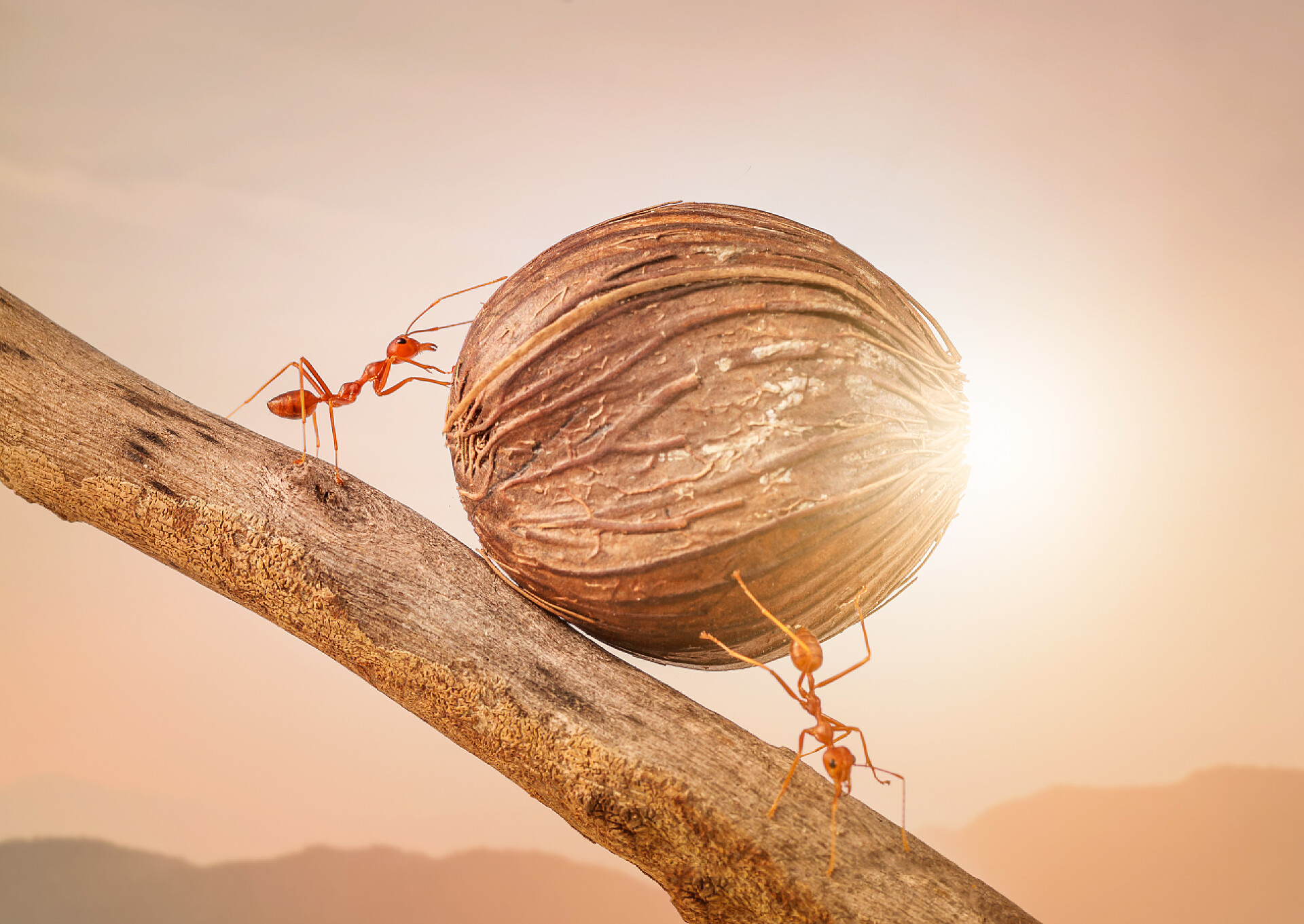 日落时分两只蚂蚁搬运食物蚂蚁搬运食物在一起，彼此协作的概念