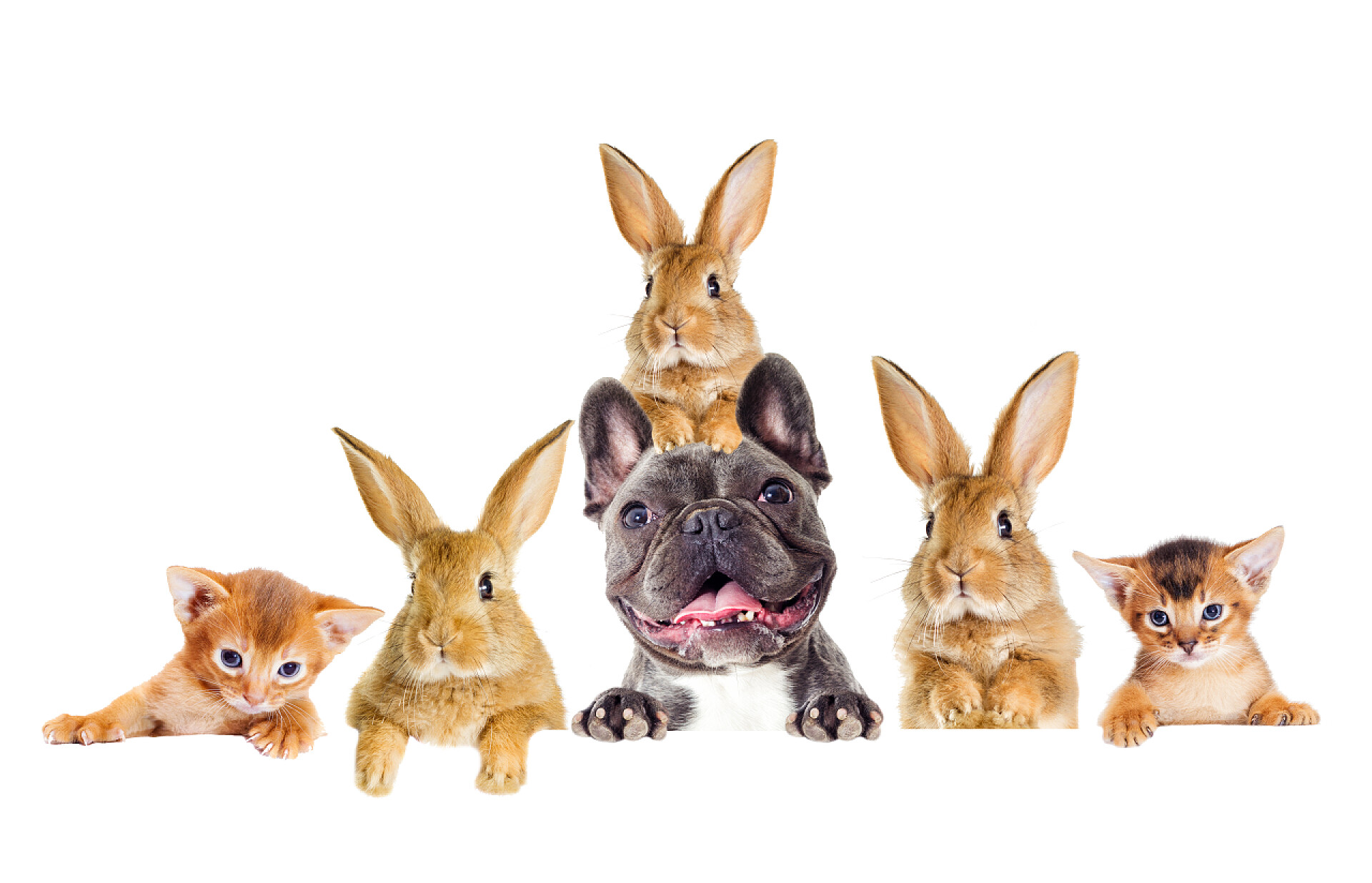 白色背景上各种小动物有趣的兔子、狗和猫在窥视
