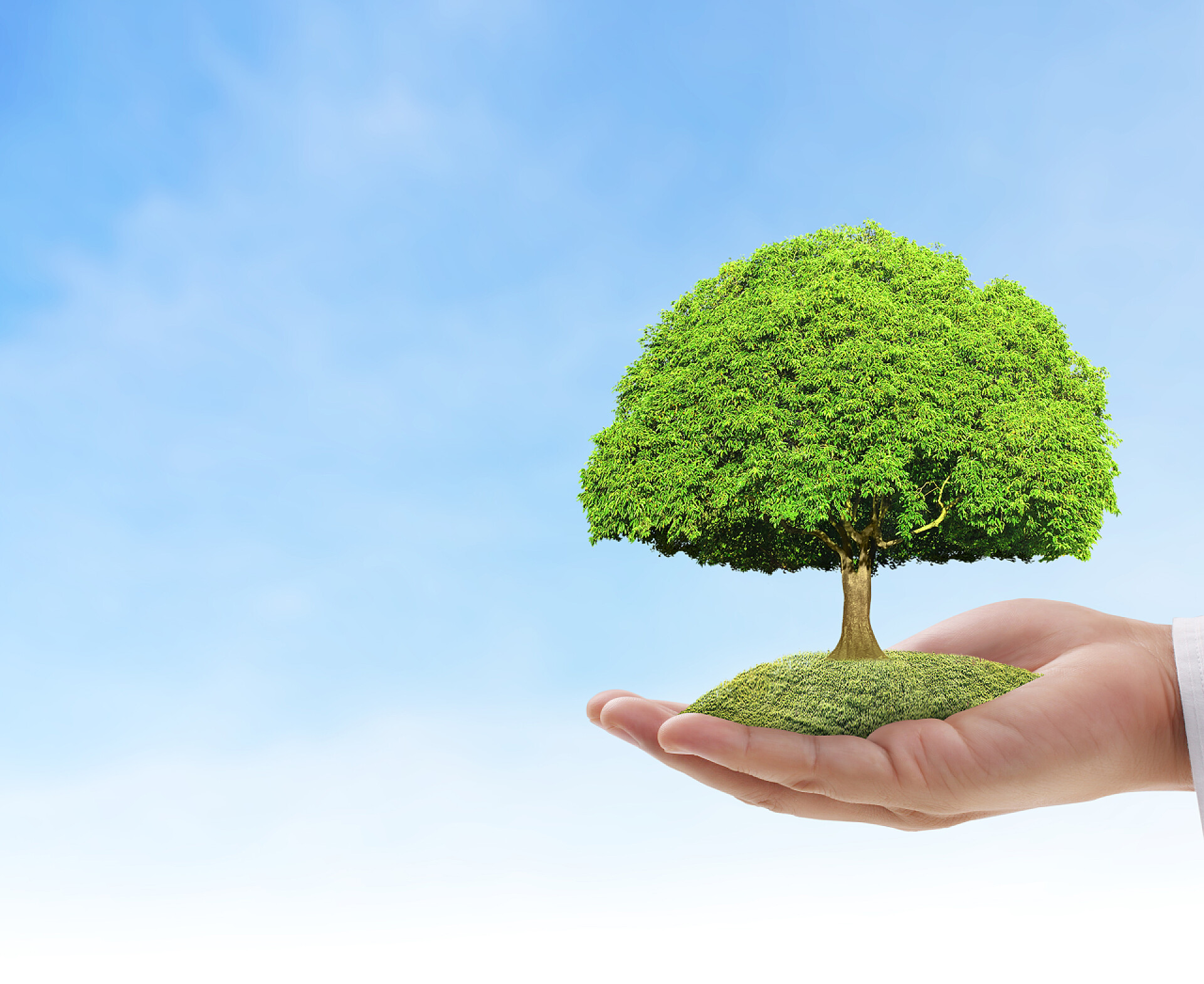 蓝天背景下一只手托举着绿色大树手捧植物, 树