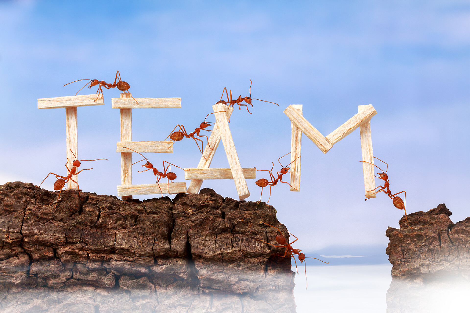 蚂蚁合作搬运木头蚂蚁搬运措辞团队，团队合作的概念