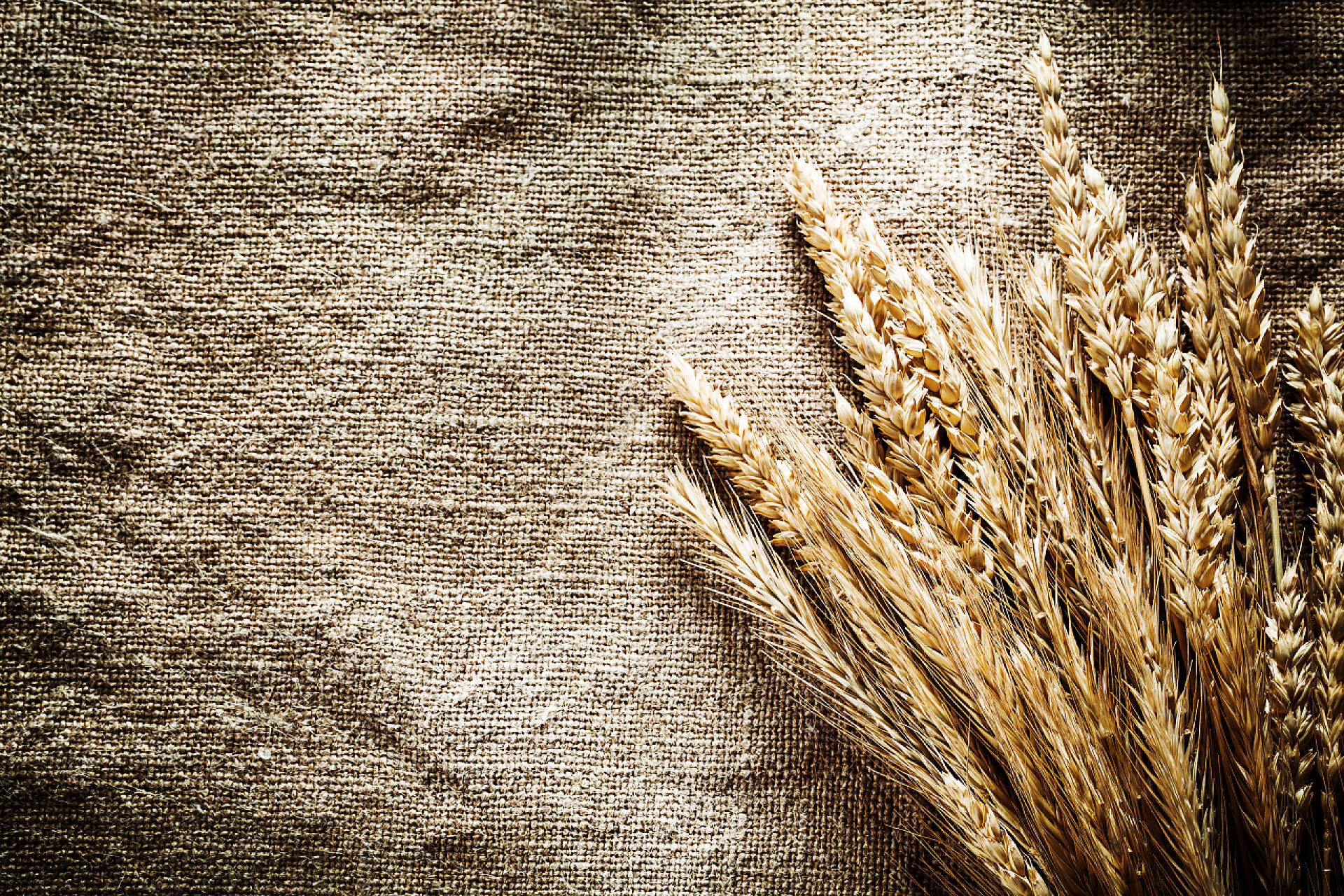 麻布上的小麦麦穗黑麦耳朵上解雇背景