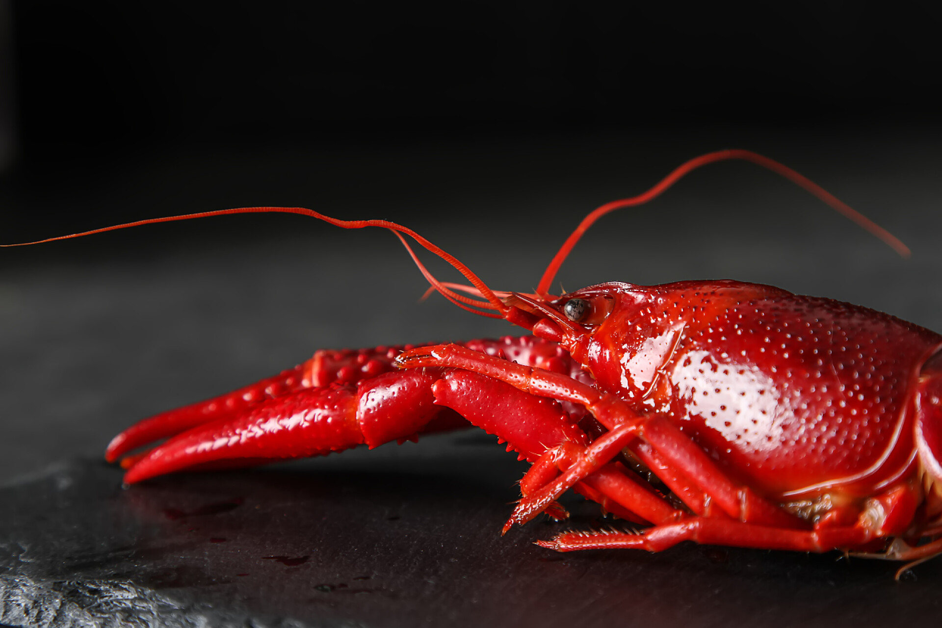 黑色背景上一只小龙虾美味的水煮小龙虾特写。黑暗的背景。与共进晚餐