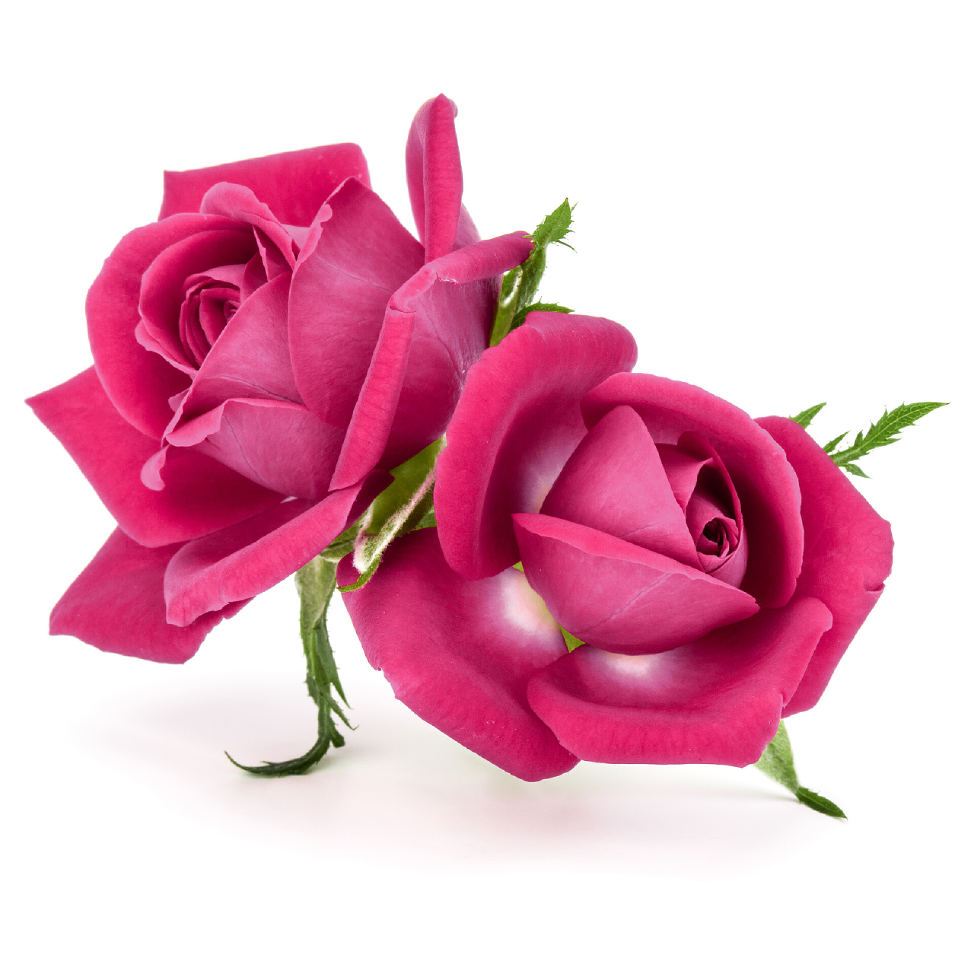 白色背景两支粉色玫瑰花 玫瑰鲜花花束 