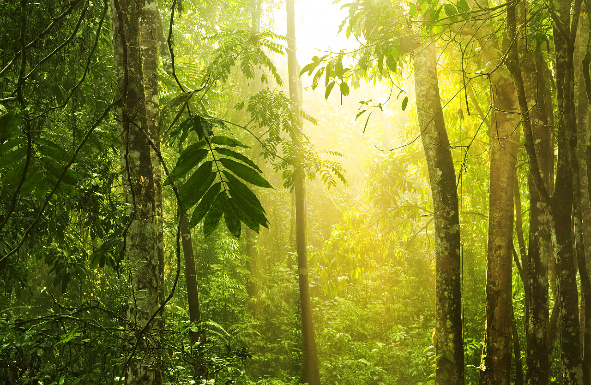 早晨的阳光透过热带雨林热带绿色森林与阳光