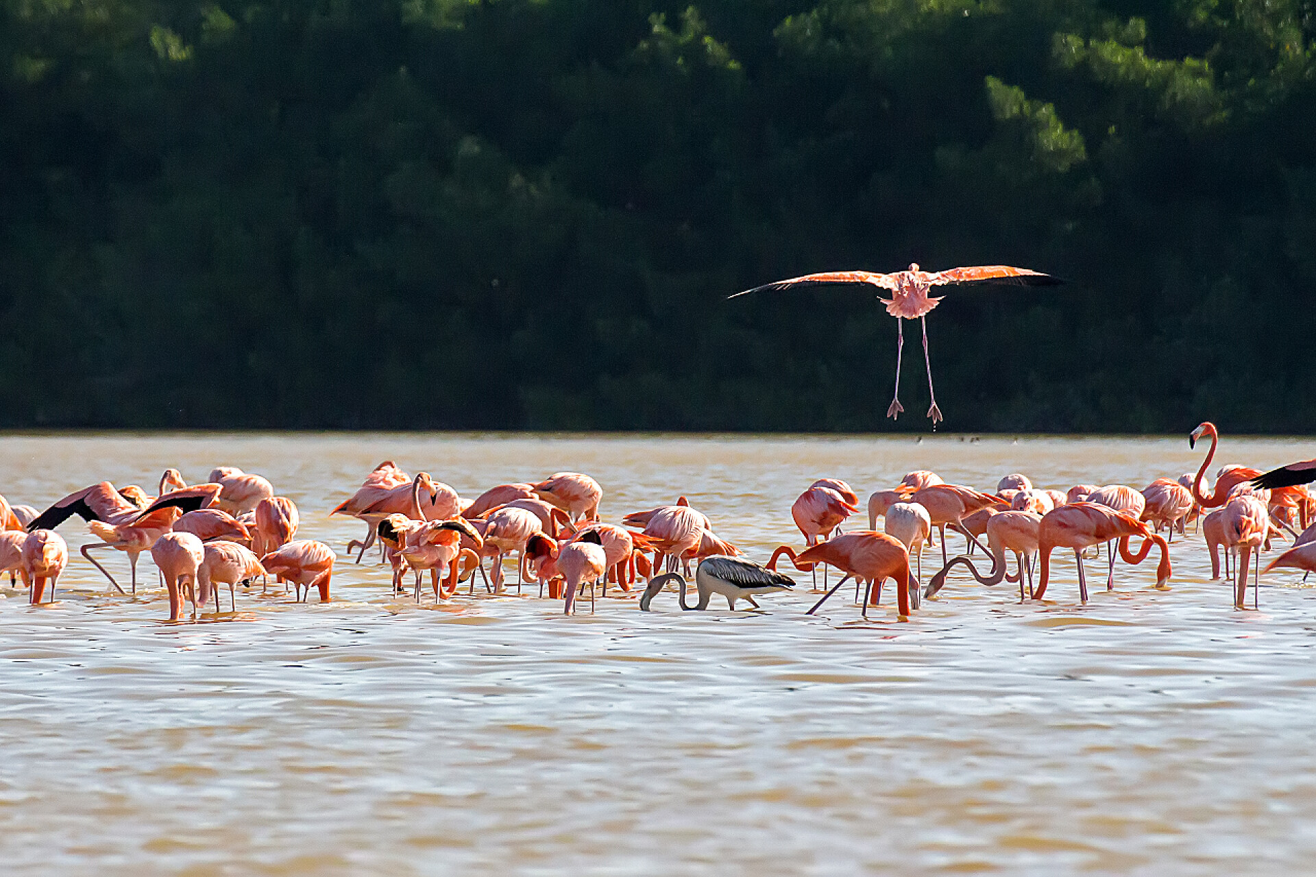 水里有一群粉色的火烈鸟水里会有一群粉色的火烈鸟.