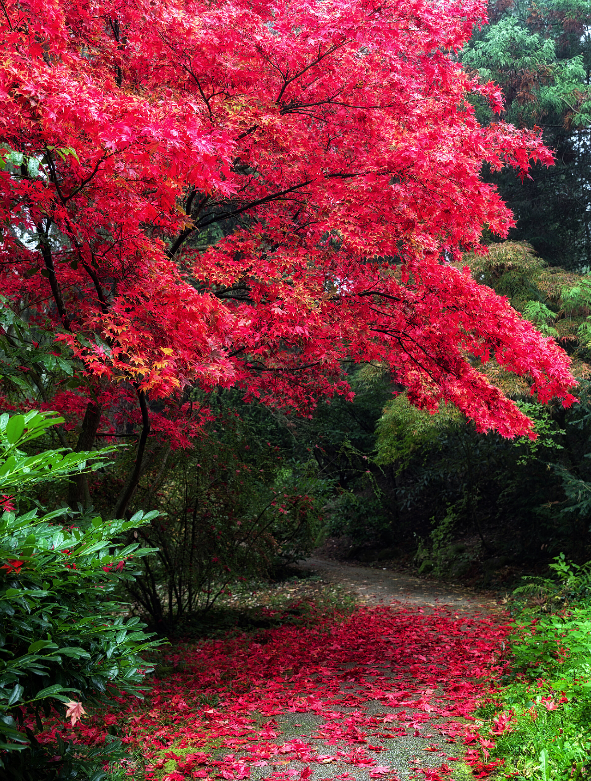 斯洛伐克植物园秋季的红树秋天公园的红树