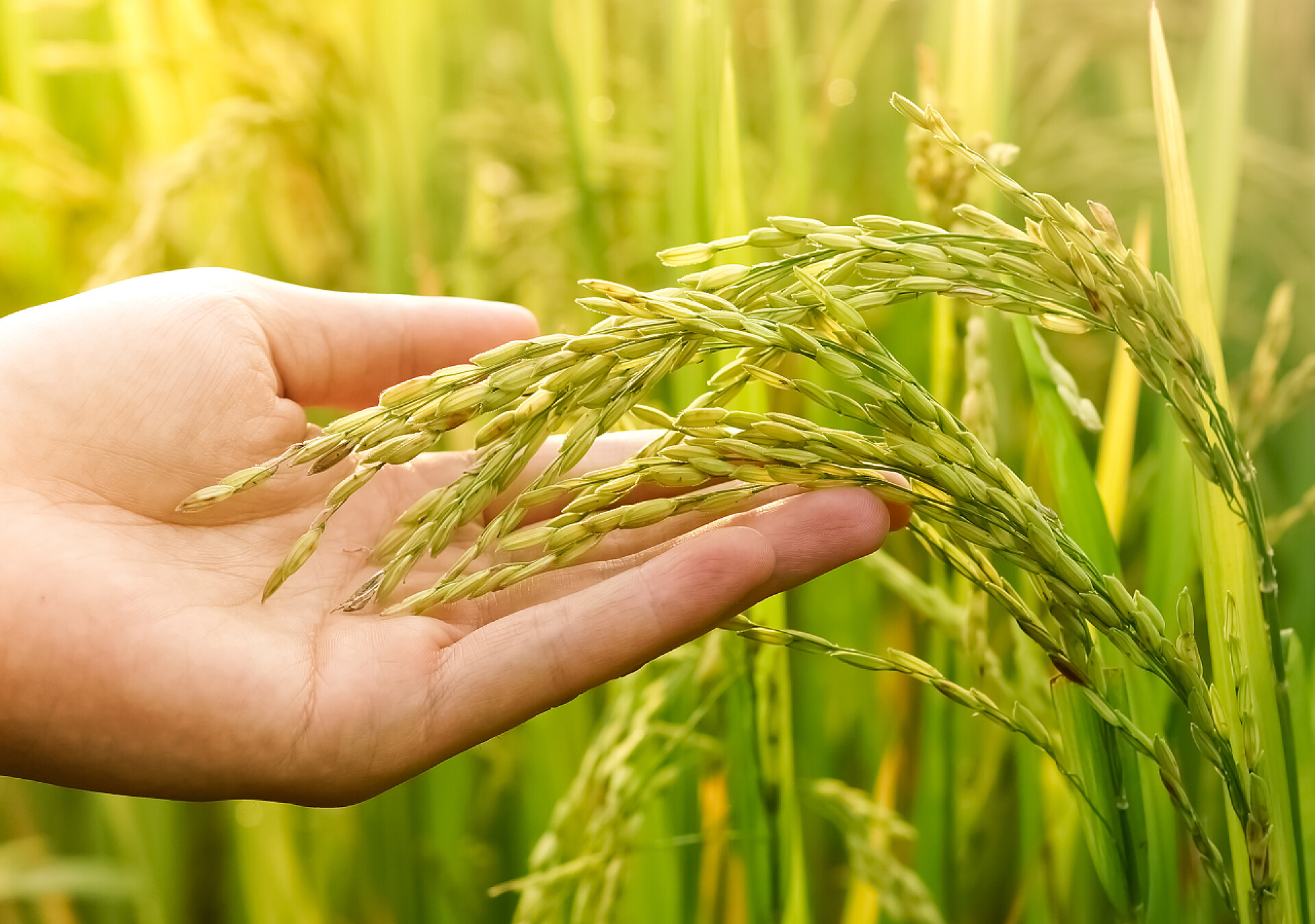 温暖阳光下的稻谷手上轻轻地捧着年轻的水稻