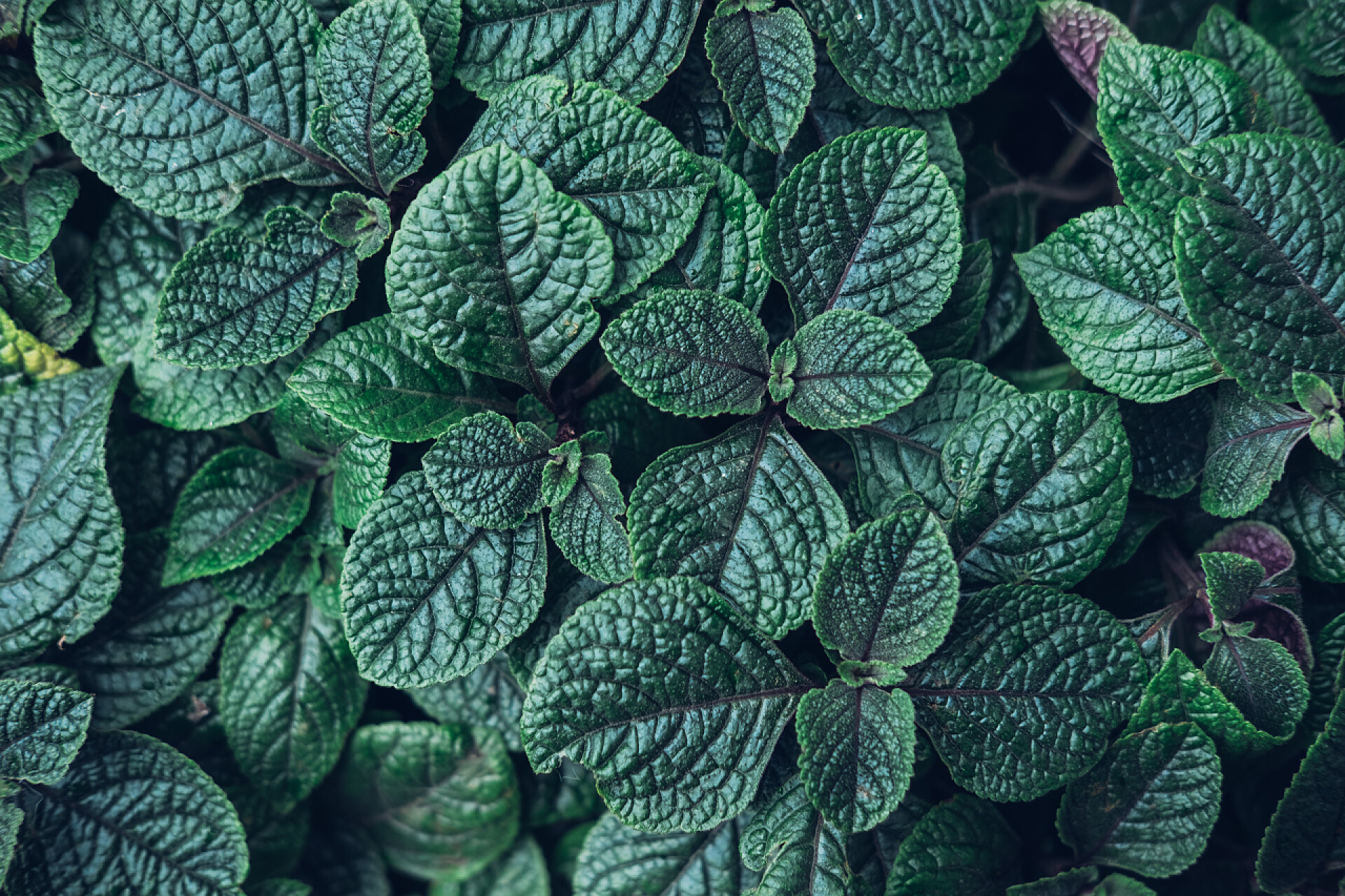 俯视图深绿色的叶子深绿色叶子创意图案