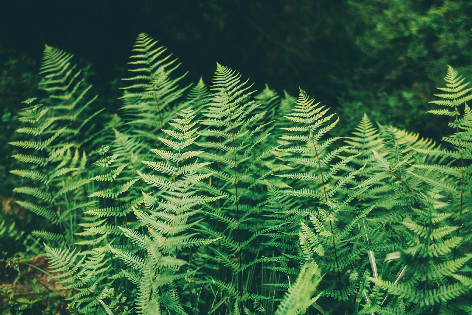 喜马拉雅地区生长着美丽的绿色蕨类的特写镜头费恩