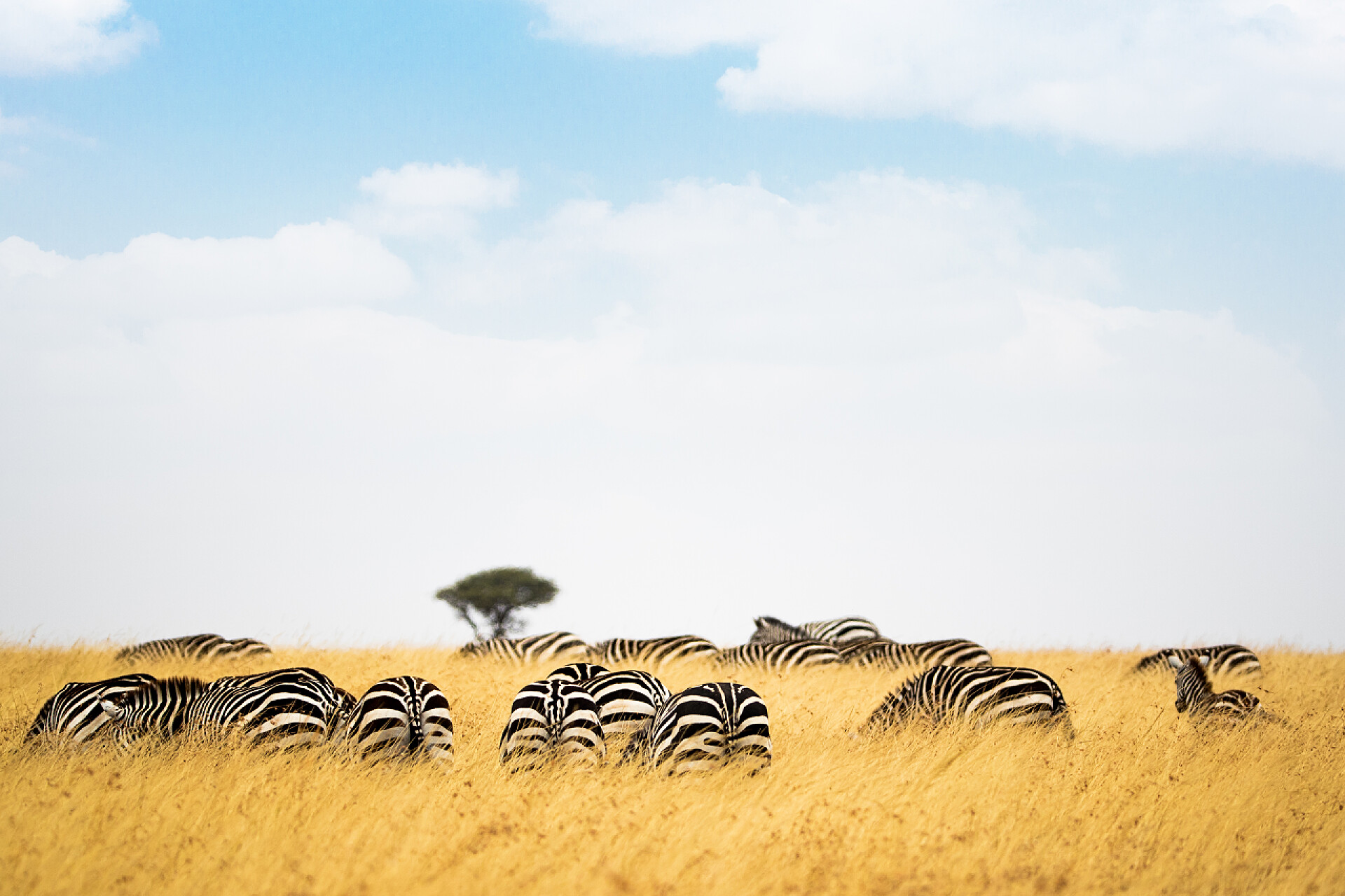 非洲肯尼亚草原正在吃草的斑马群非洲肯尼亚草原斑马群