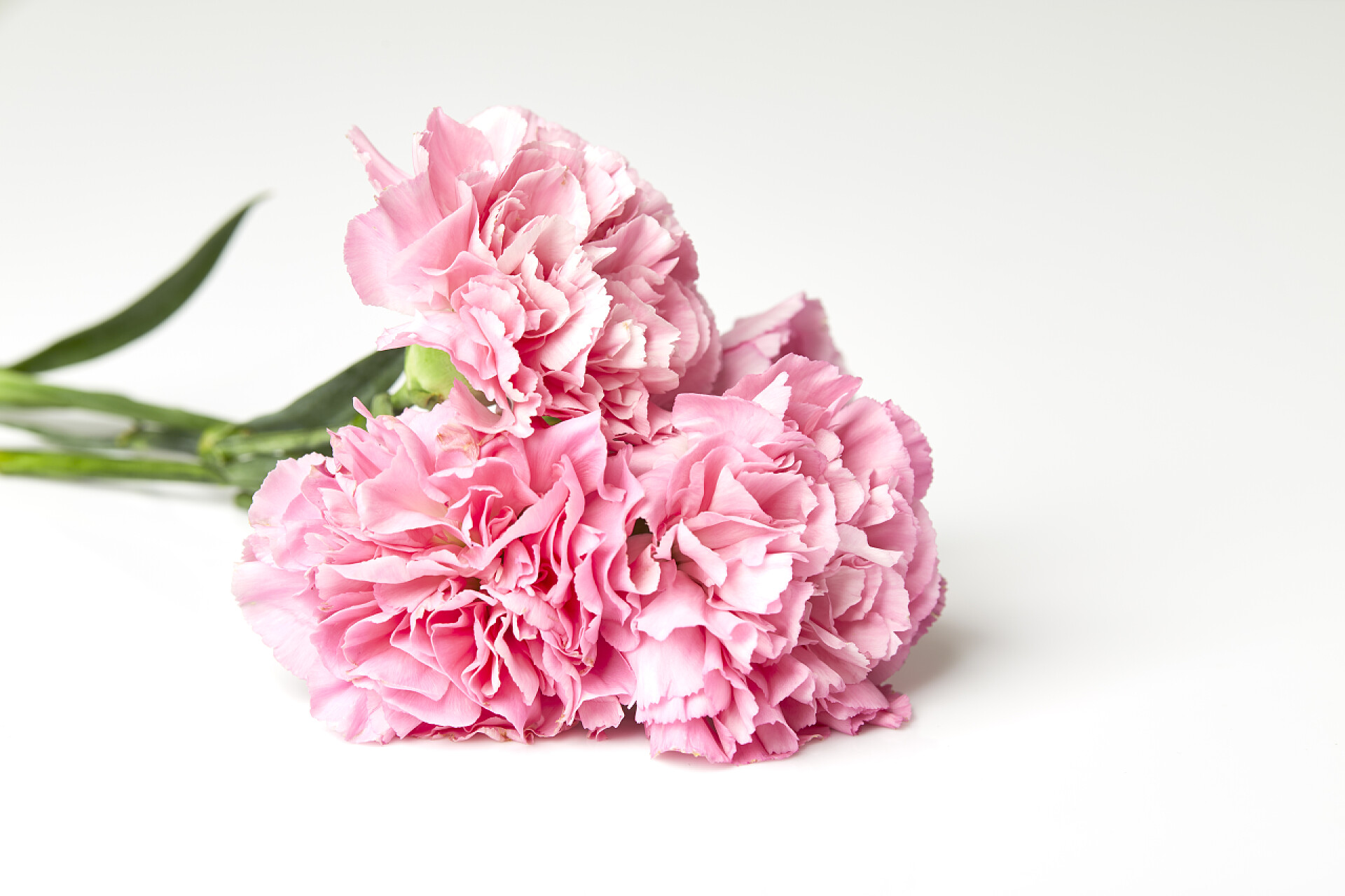 白色背景上的粉色康乃馨粉红色康乃馨花为母亲节在白色背景