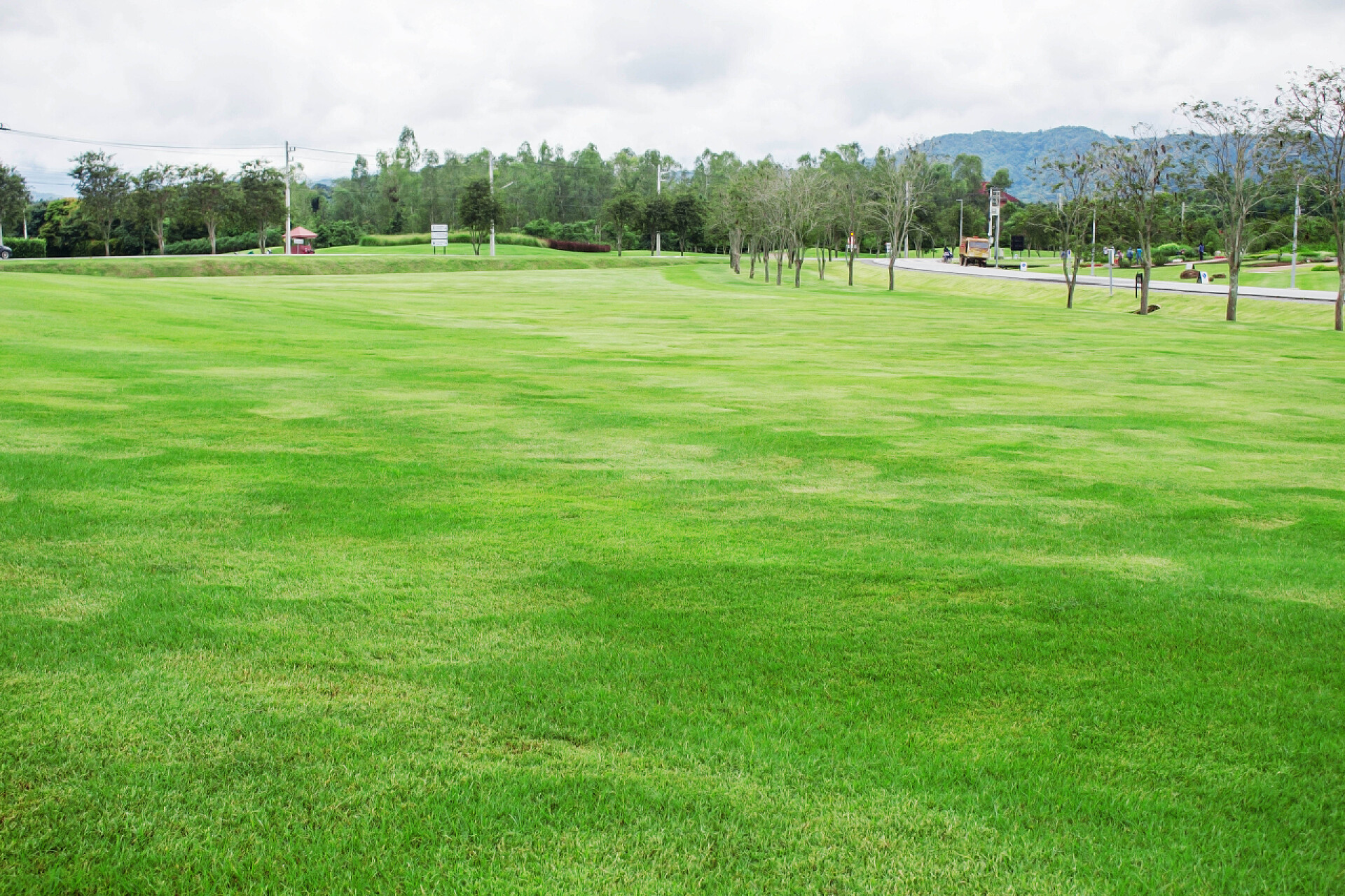 公园内绿色的草坪公园里的草坪和观赏树木.