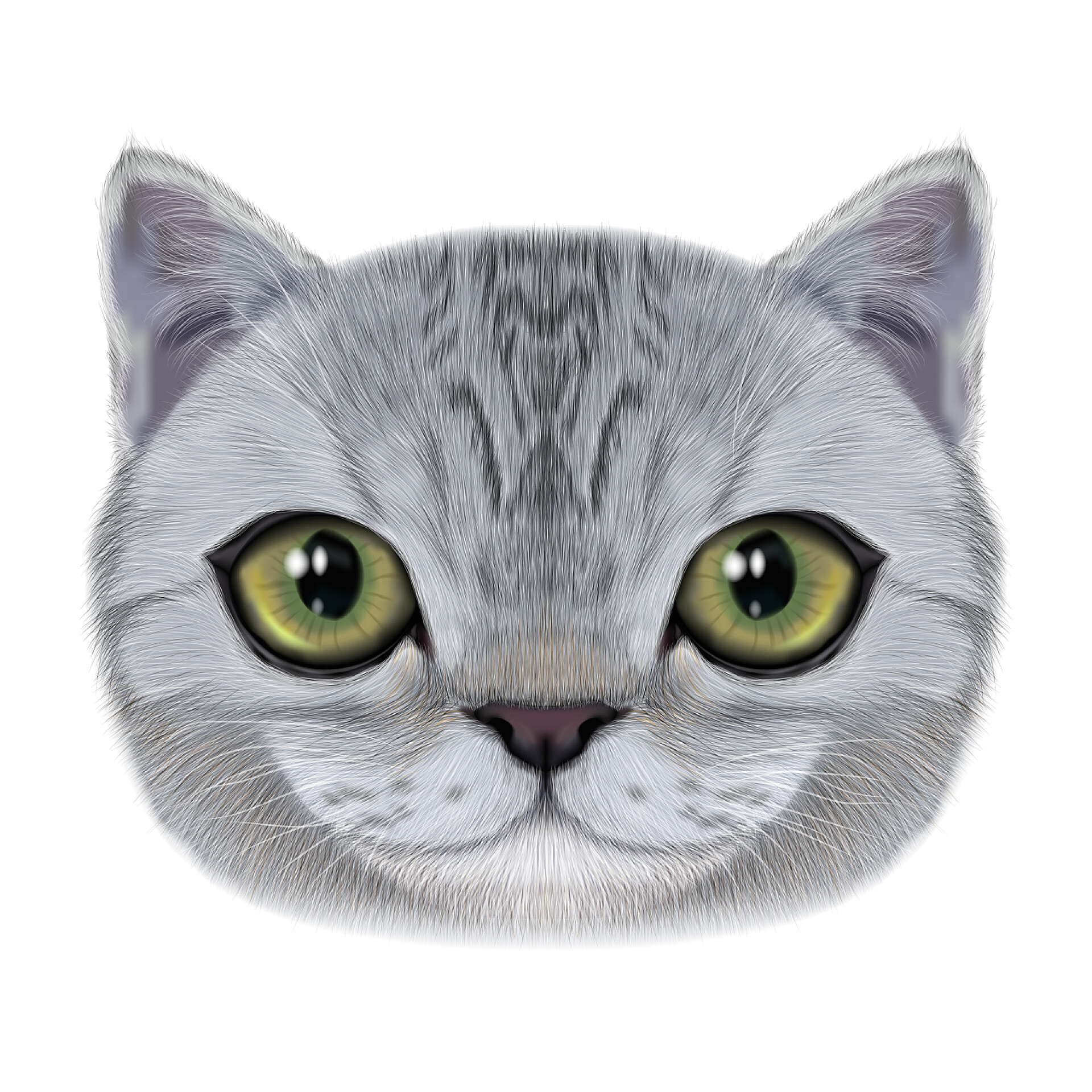 白色背景下灰色可爱猫头插图肖像的家猫.