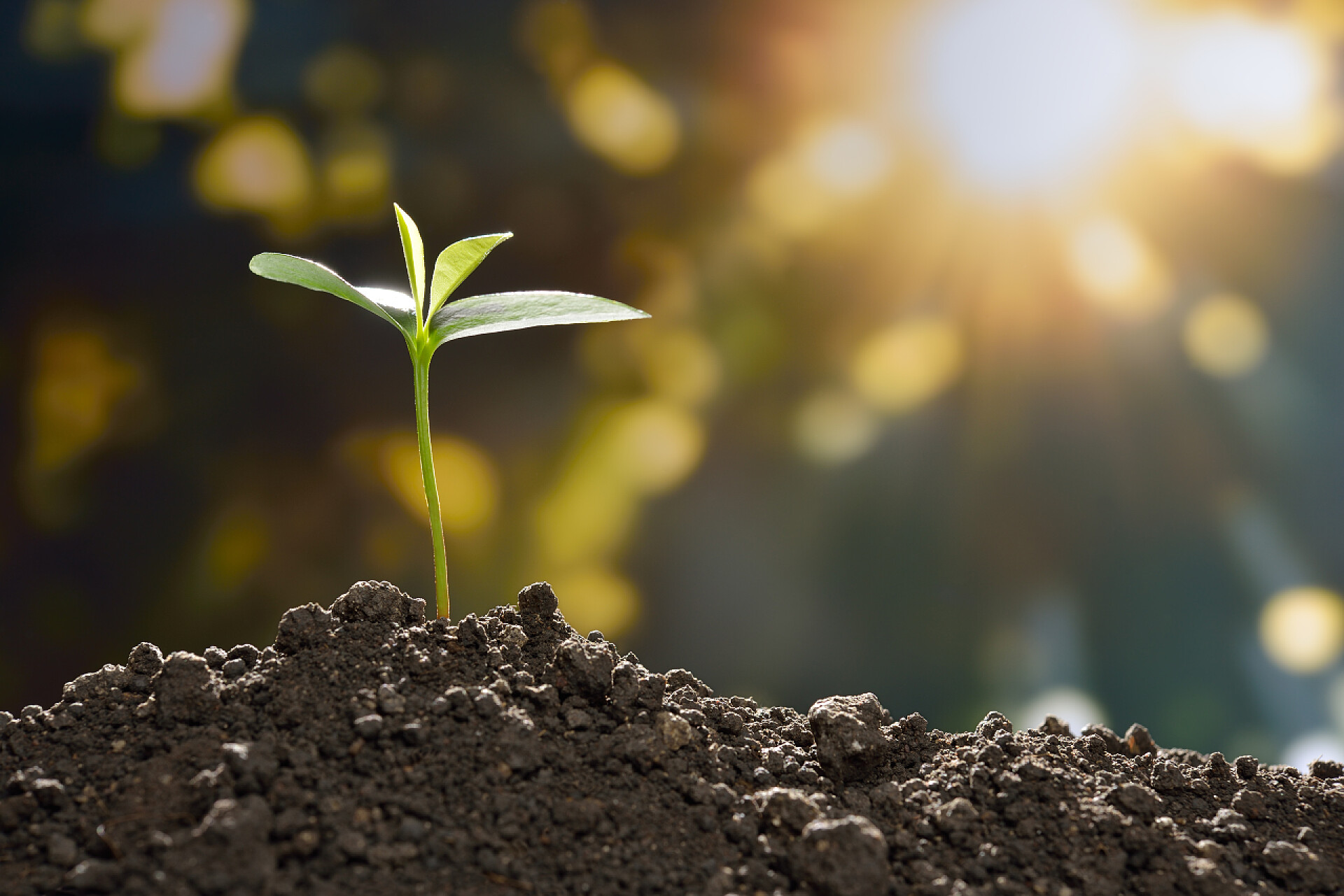 一株幼苗在阳光的照射下成长年轻的植物在晨光中成长从 soi