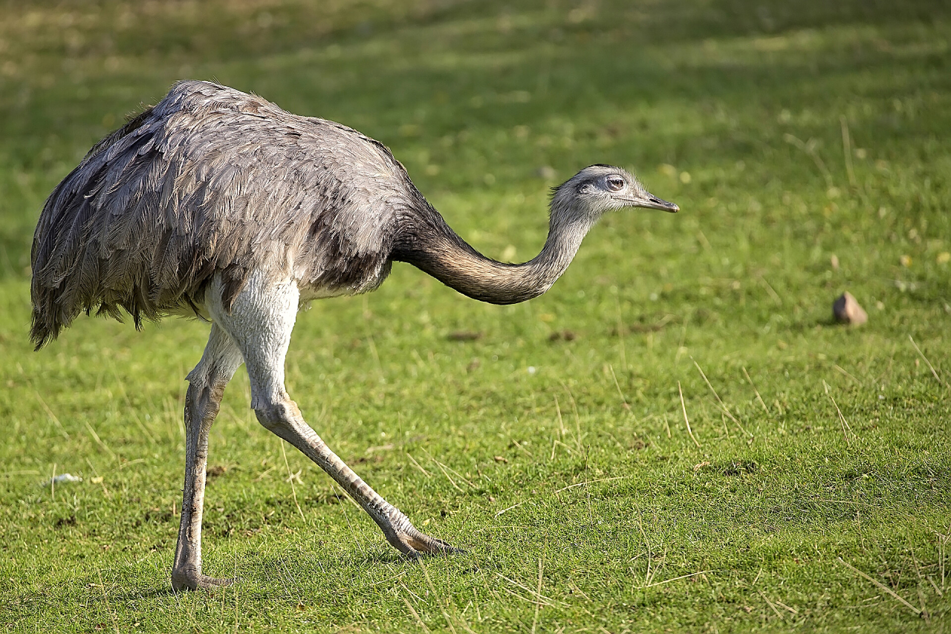 生活在草原的鸟类土卫五美洲在一片空地 