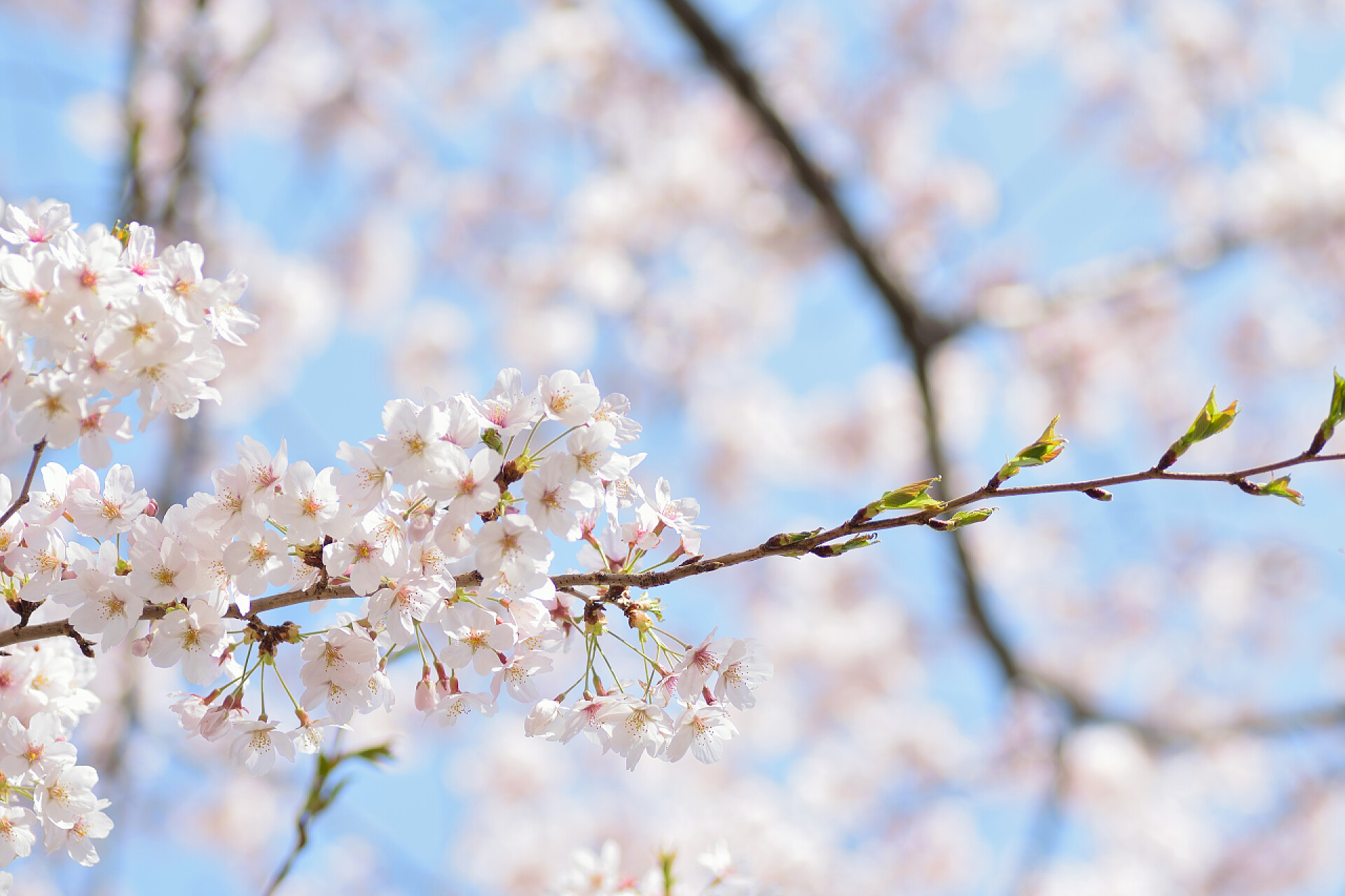 日本白吉野樱花在阳光下的宏观纹理