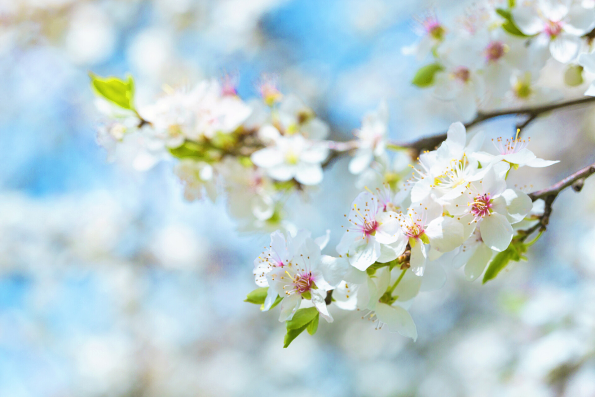 樱桃花在蓝天的映衬下绽放的图片樱花花