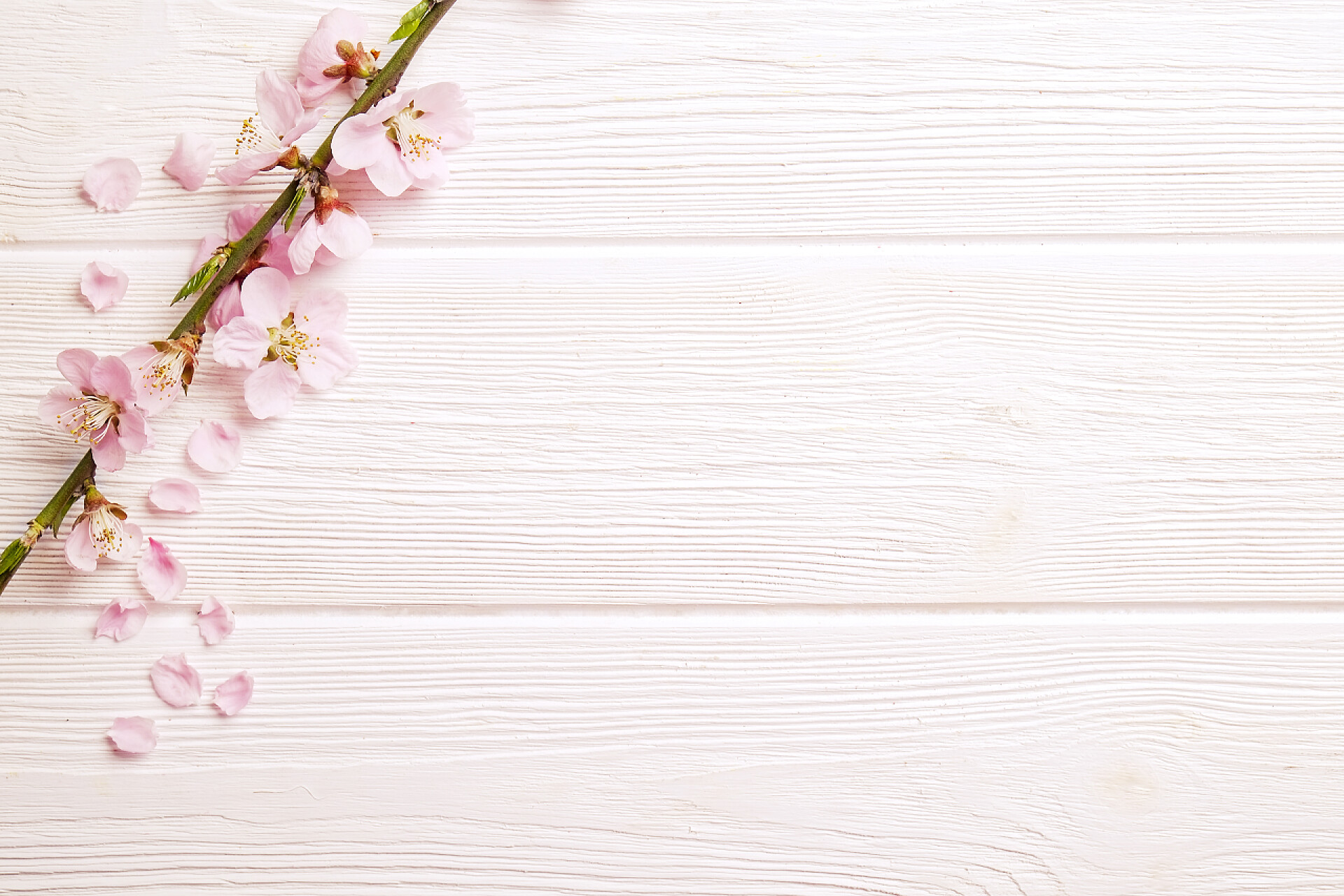 白色木质背景上有粉红色花朵美丽的春天组成与开花在木质背景与复制空间文本。母亲节问候概念.