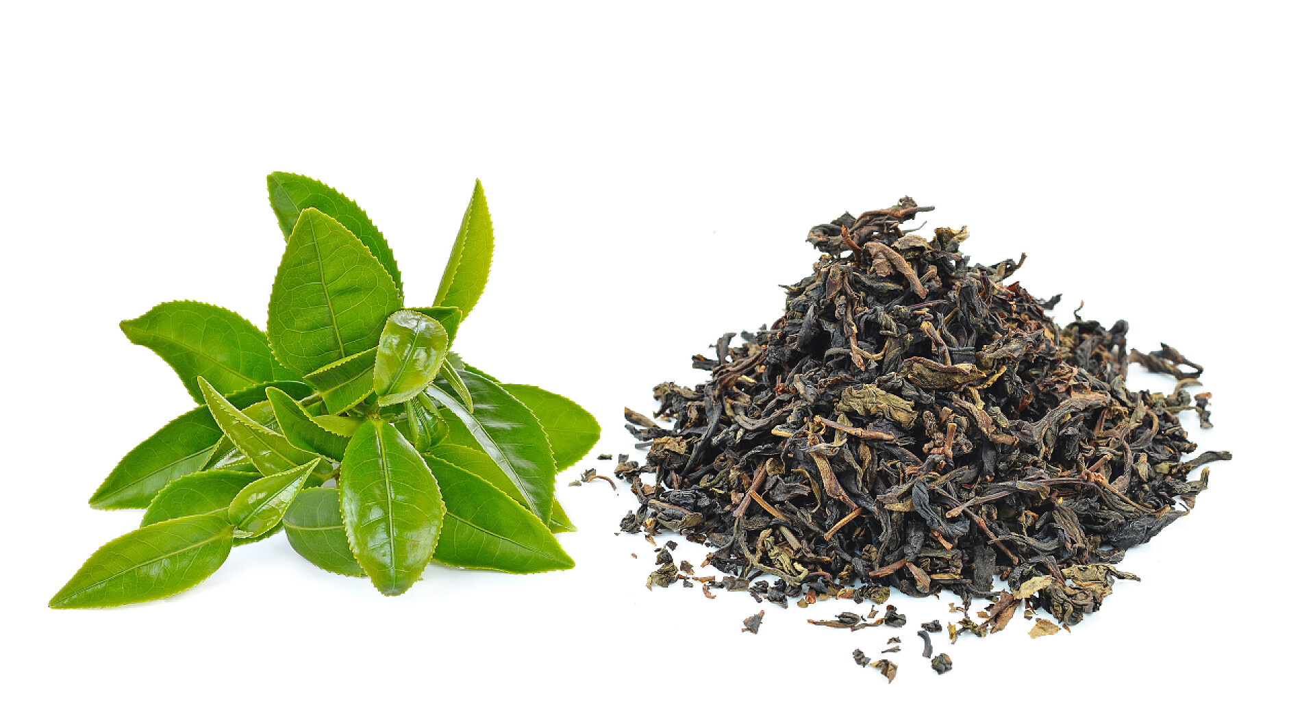 白背景上的绿茶茶叶绿茶叶