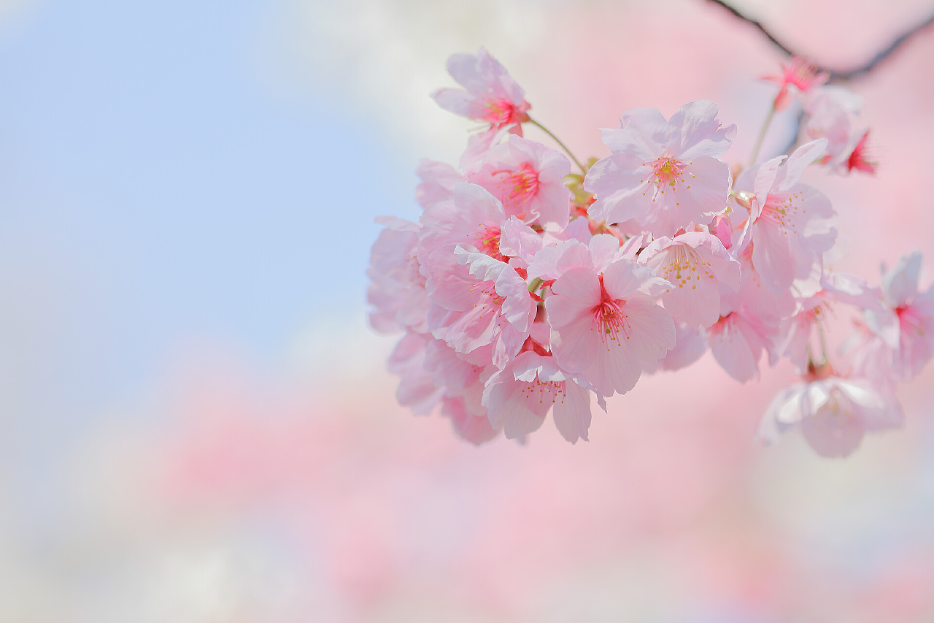 粉色的樱花在蓝蓝的天空下樱花在蓝蓝的天空下