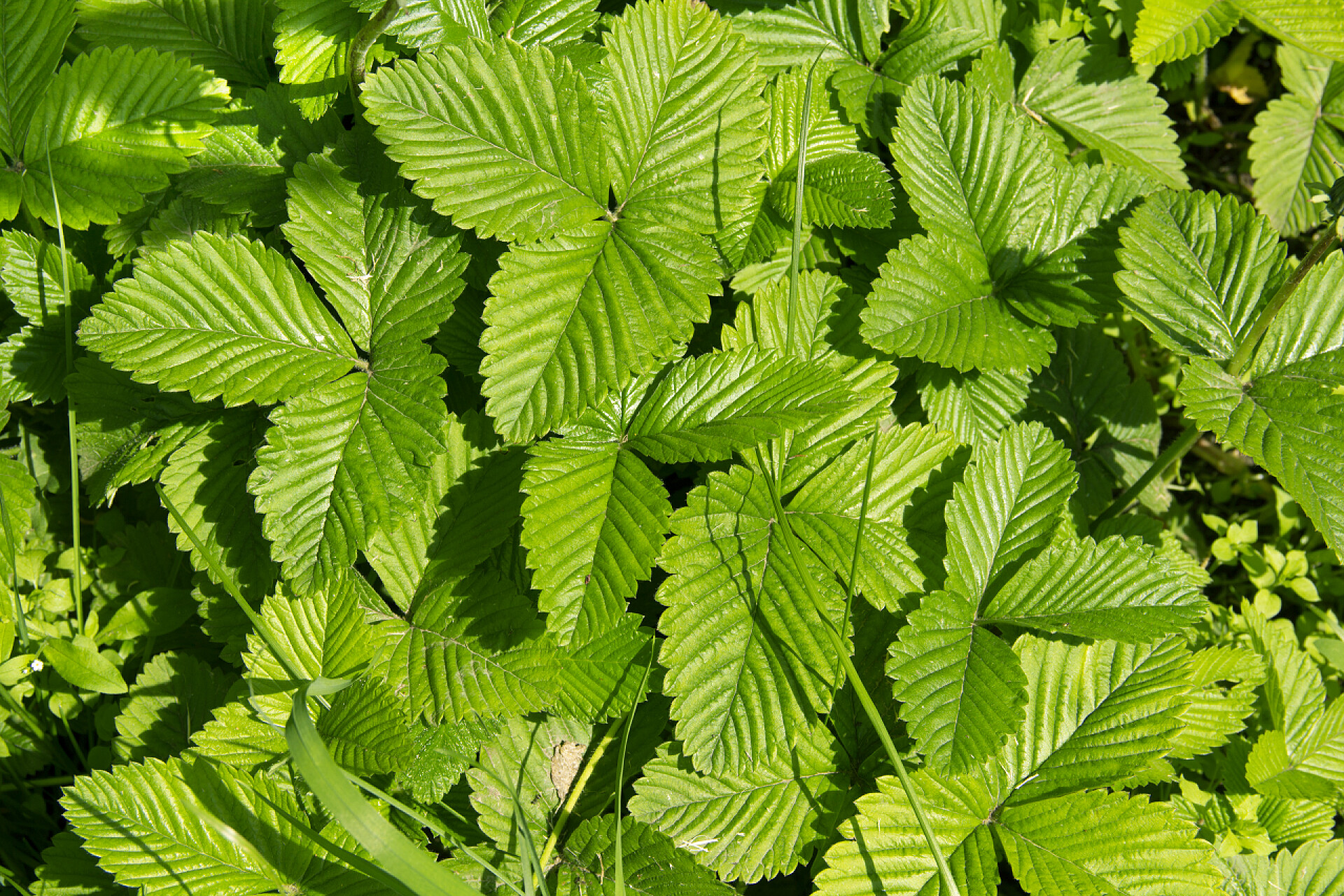 绿叶的背景顶部视图绿叶的背景。顶部视图