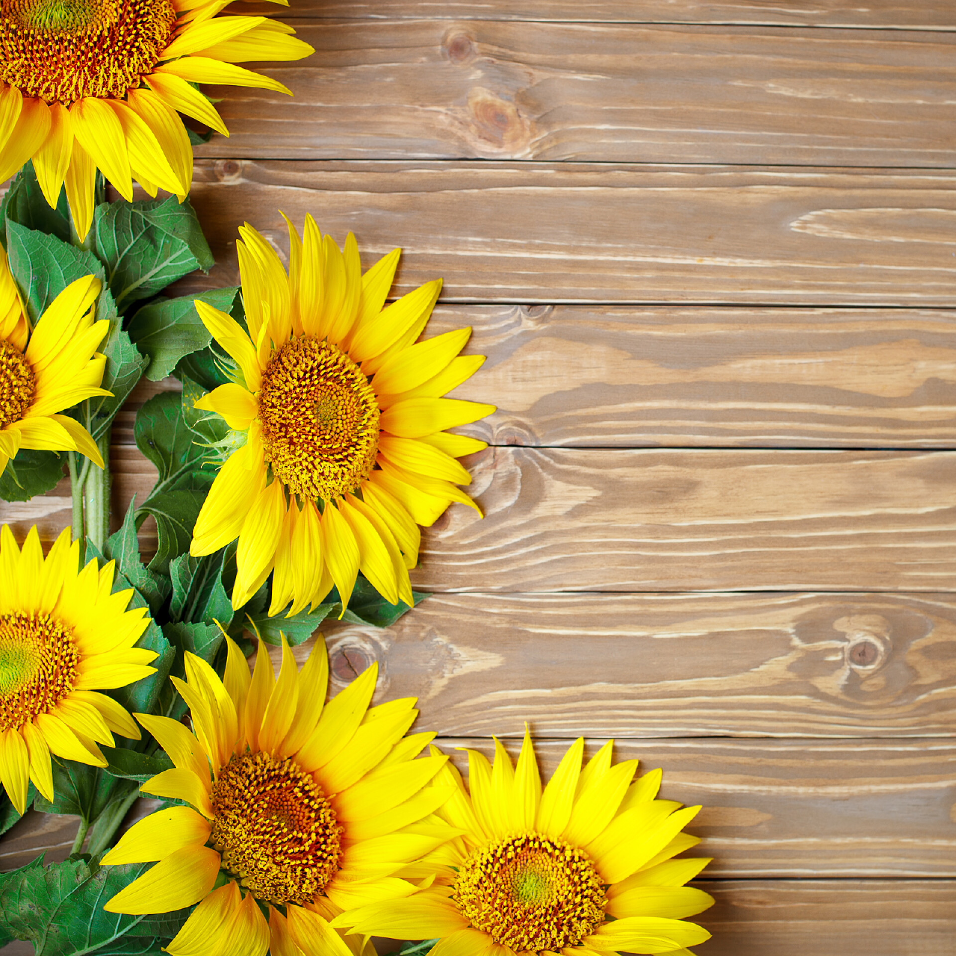 木桌上美丽的向日葵木桌上美丽的向日葵。从上面查看。具有复制空间的背景.
