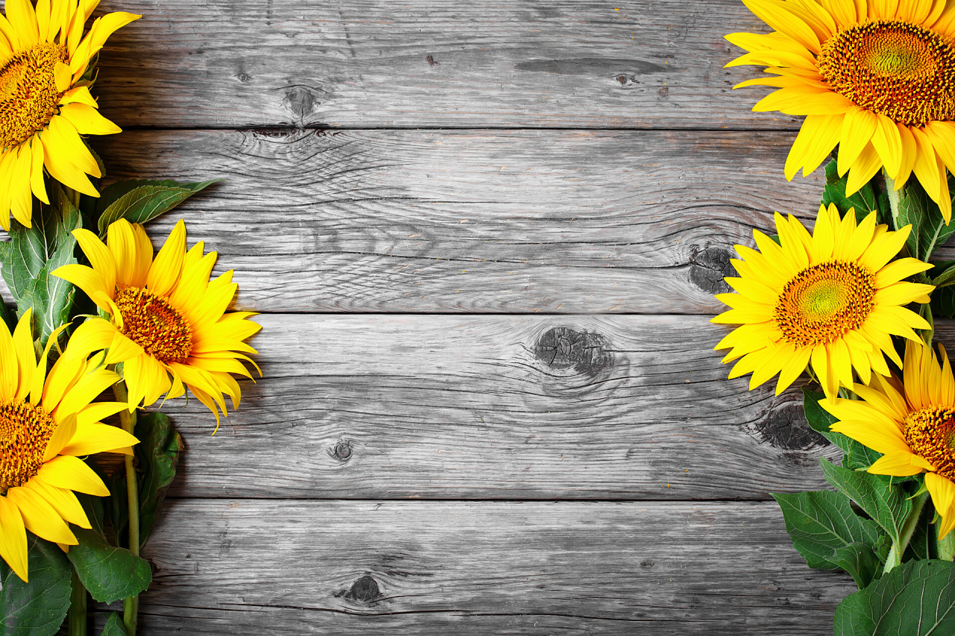 木桌上美丽的向日葵木桌上美丽的向日葵。从上面查看。具有复制空间的背景.